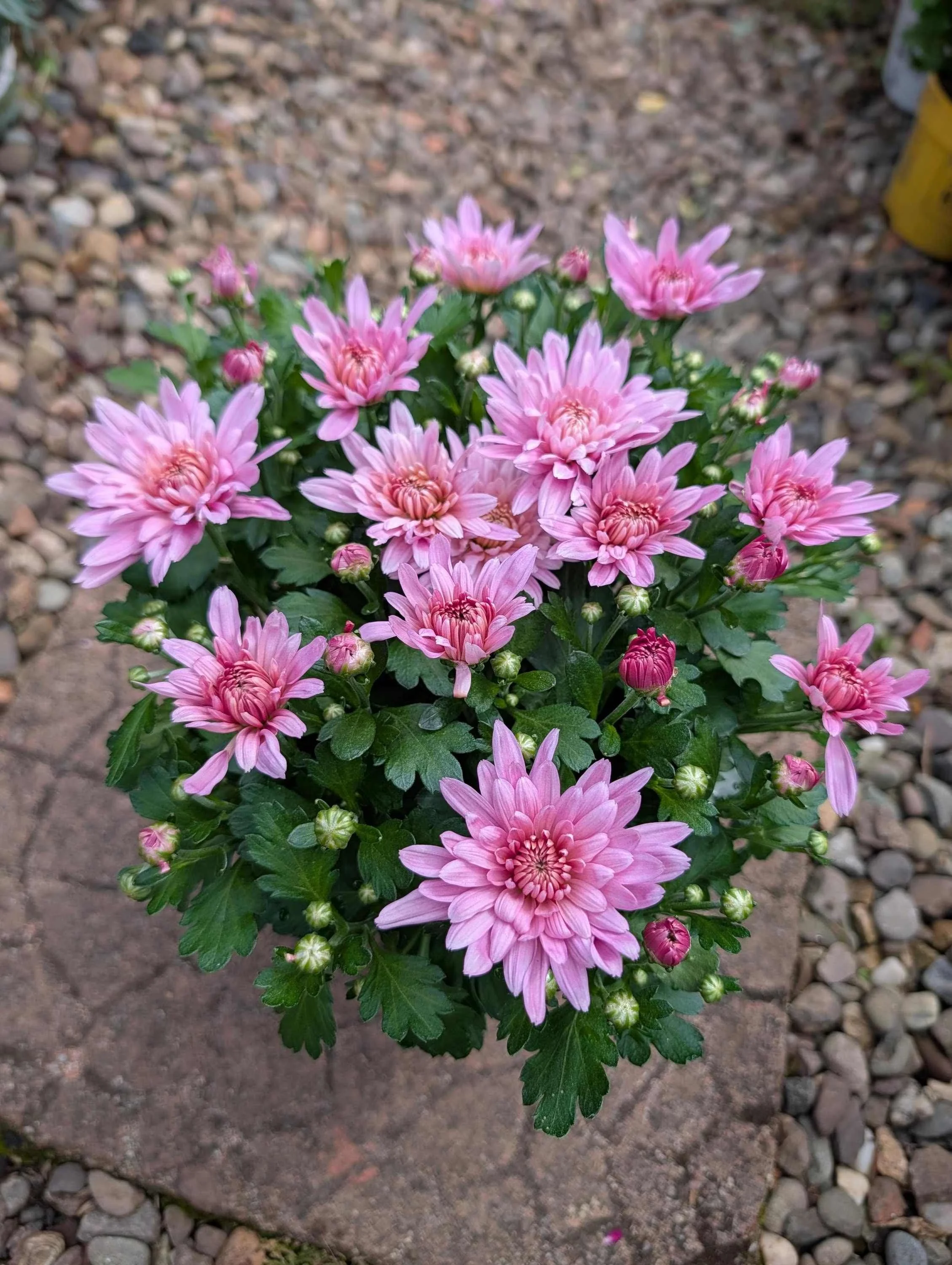 Chrysanthemum_Plant_1.5L_Pot-2.jpg