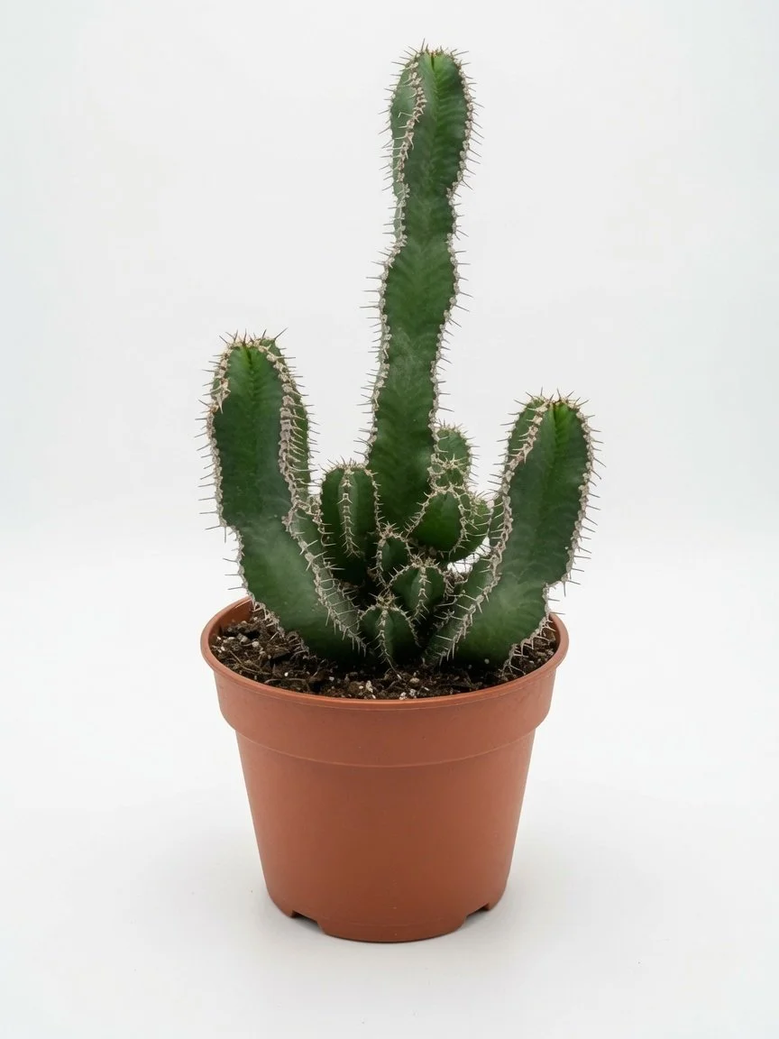 Polycantha.jpg