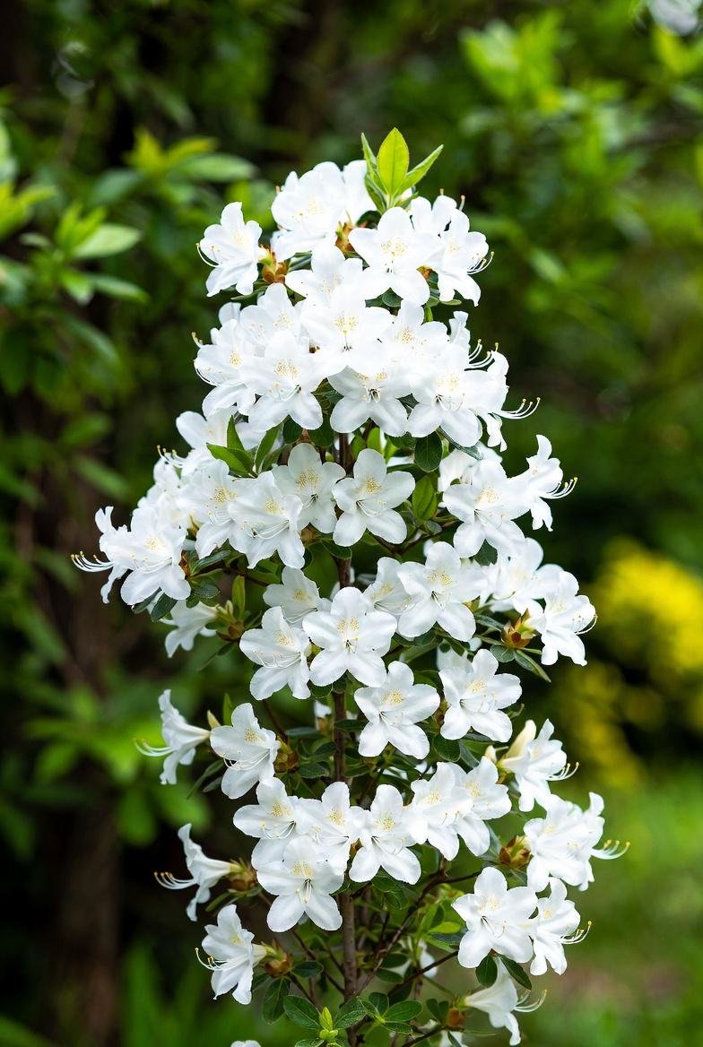 Azalea_Mollis_Deciduous.jpg