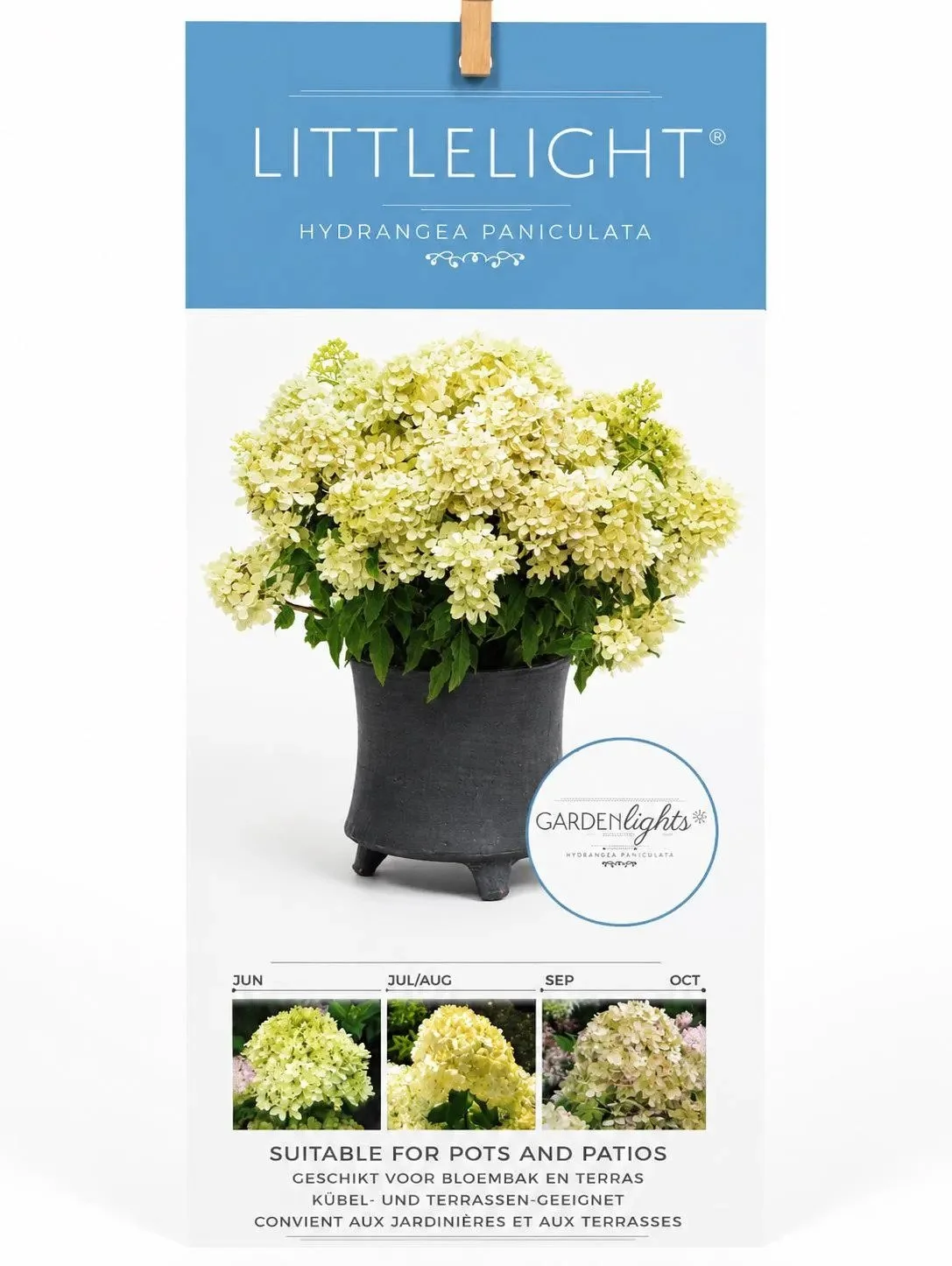 Hydrangea Paniculata-1.jpg