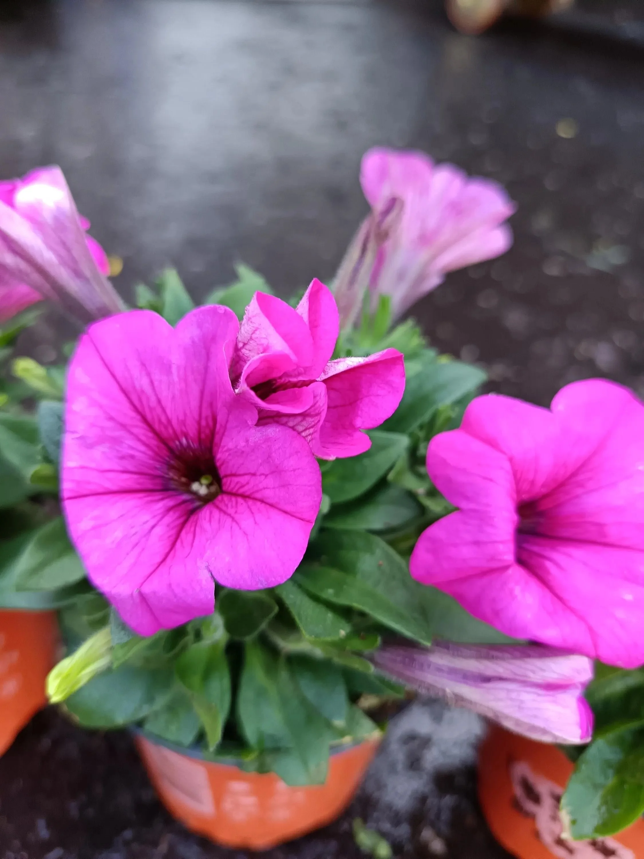 Petunia_Plants-5.jpg