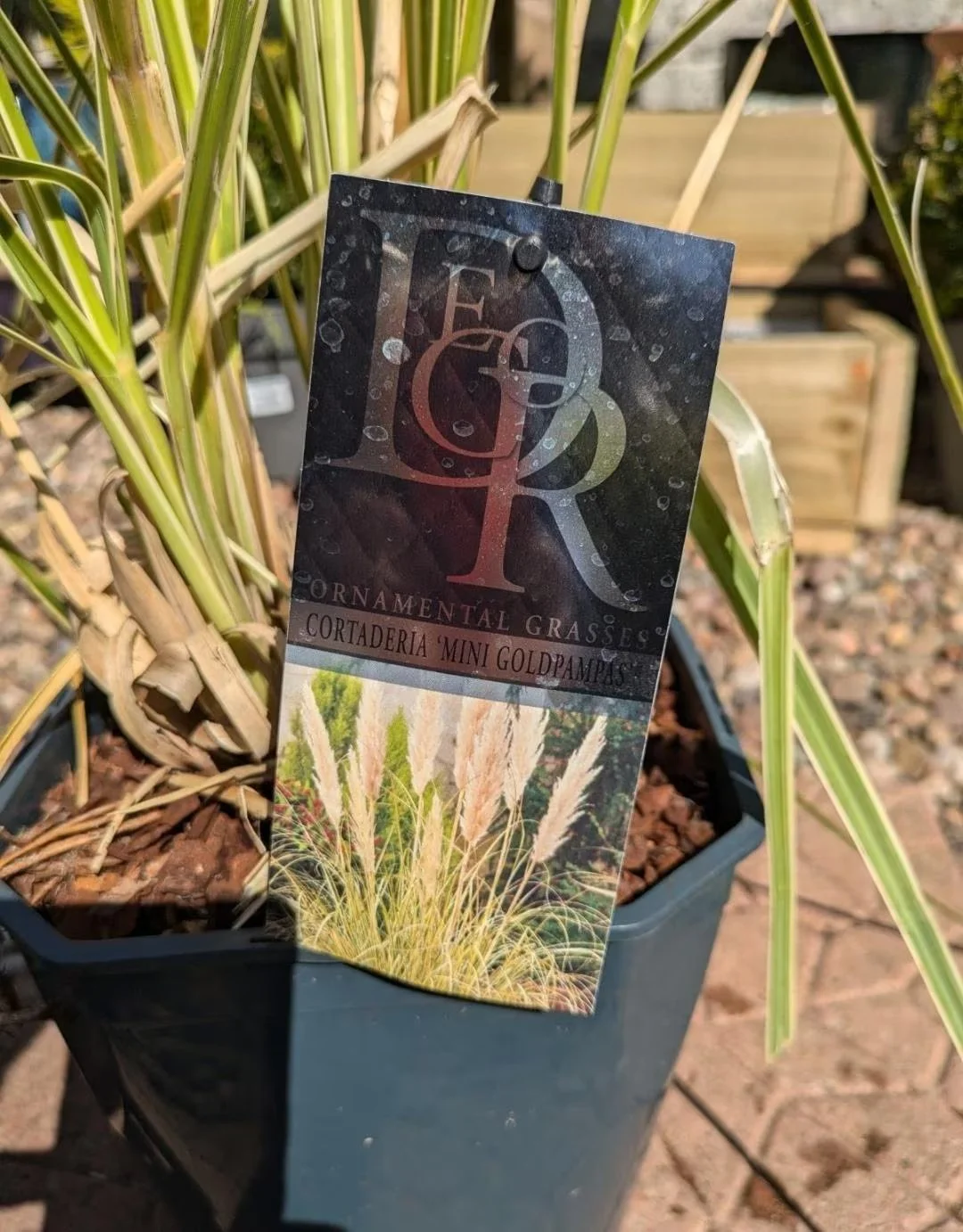 XL Dwarf Pampas Grass (5L Pot) - Pumila, Silver or Goldgrass
