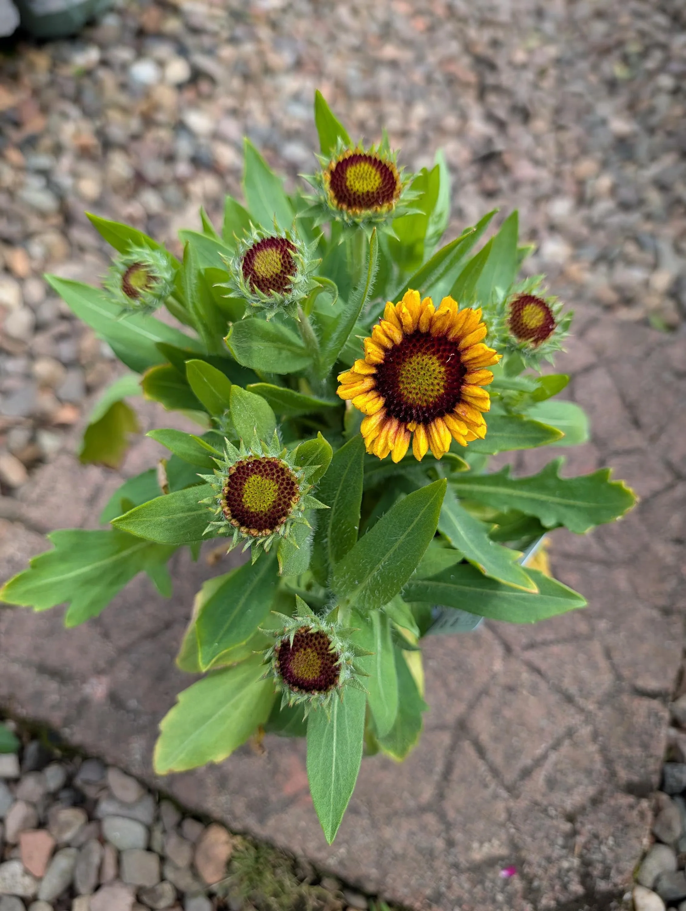 Gaillardia_Blanket_Flower-1.jpg