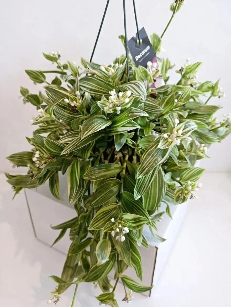 Tradescantia_Flumeninsis-4.jpg