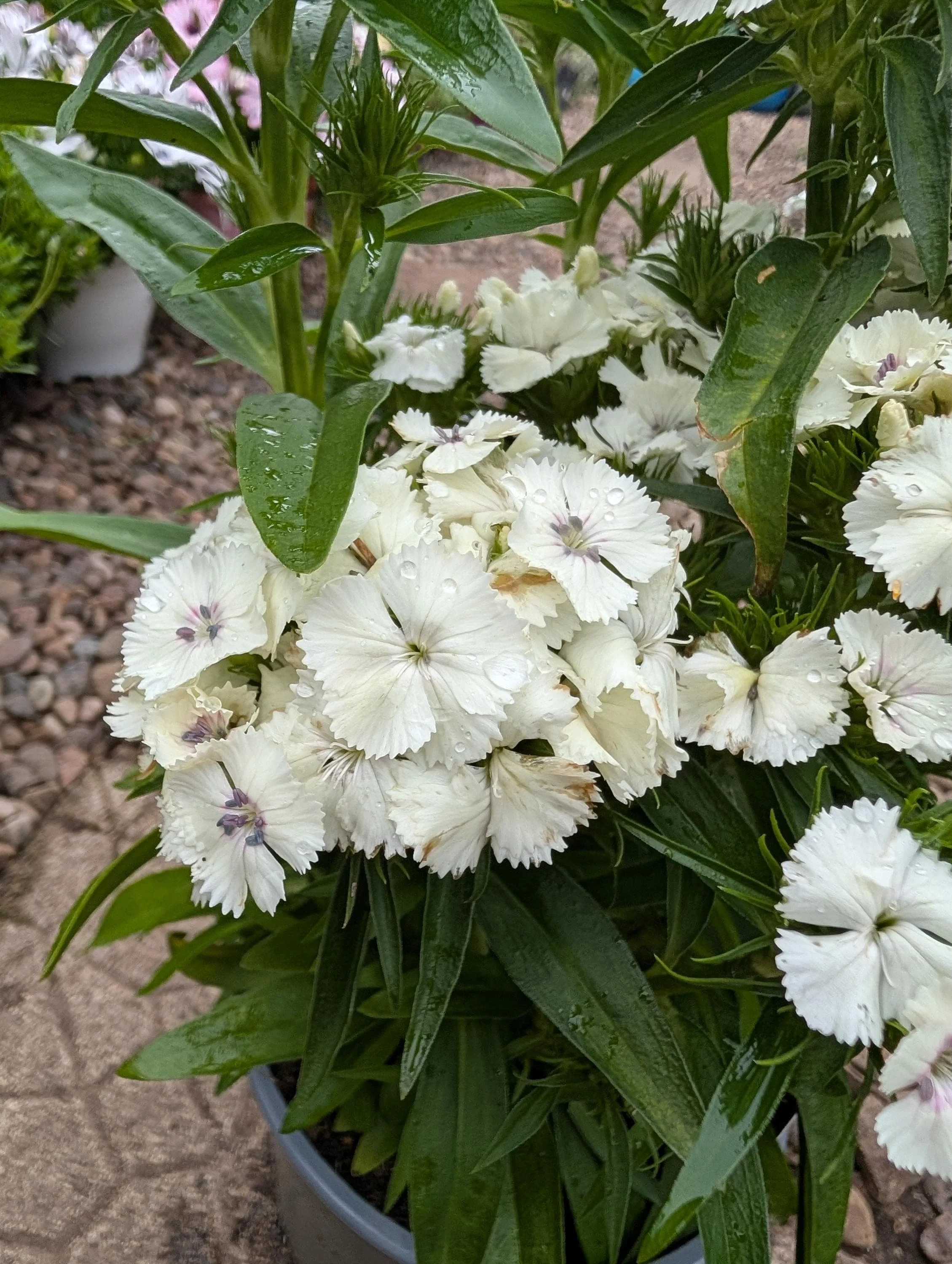 Sweet_William_Plant -3.jpg