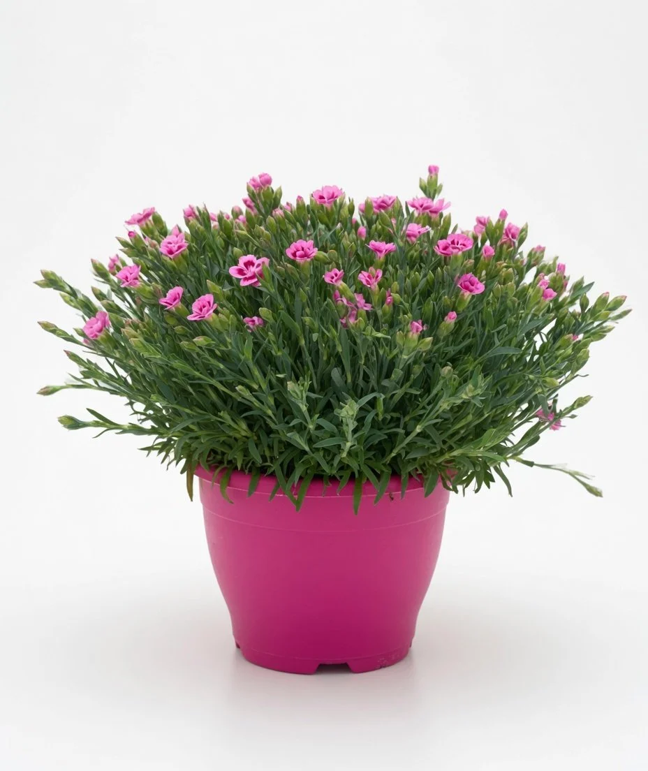 Pink_Kisses-Front.jpg