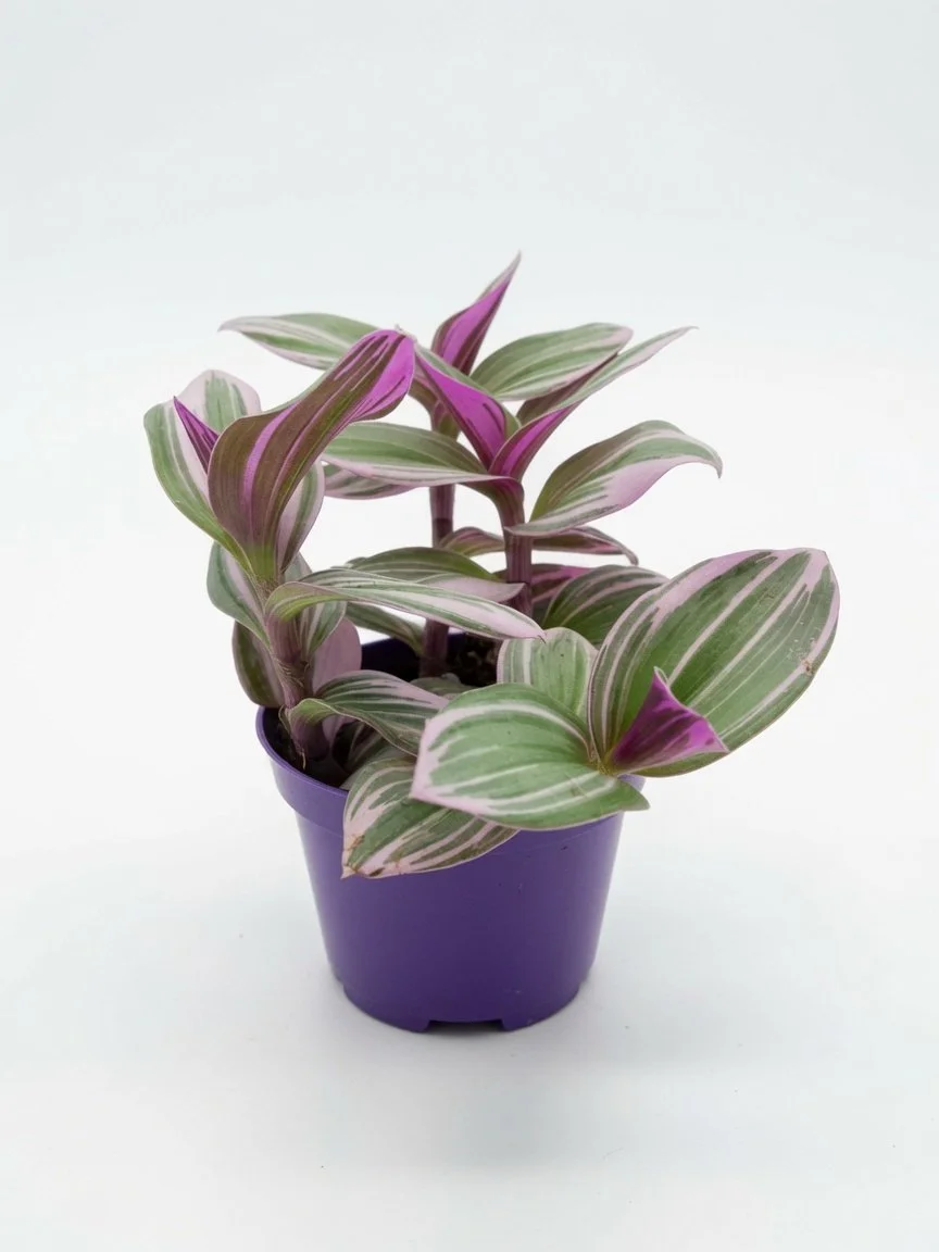 Tradescantia_Nanouk_Plant-Front 2.jpg