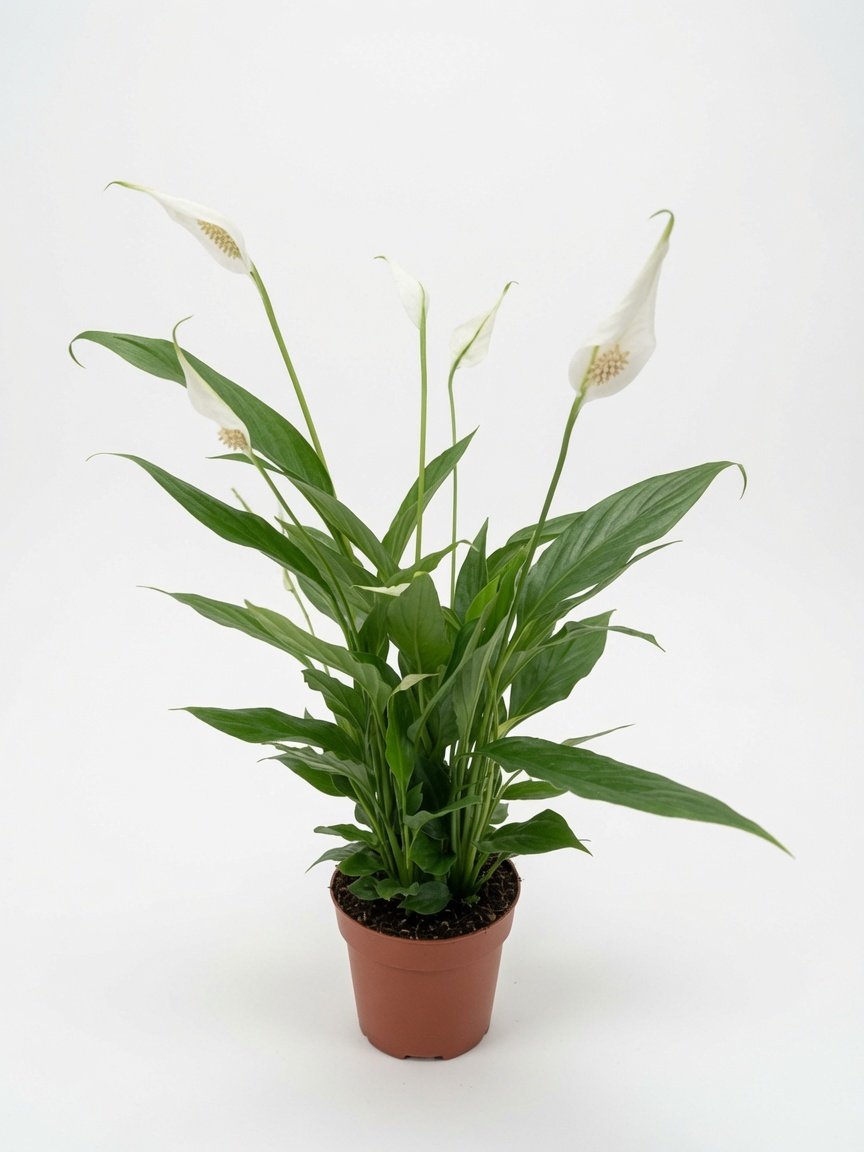 Peace_Lily-Front.jpg