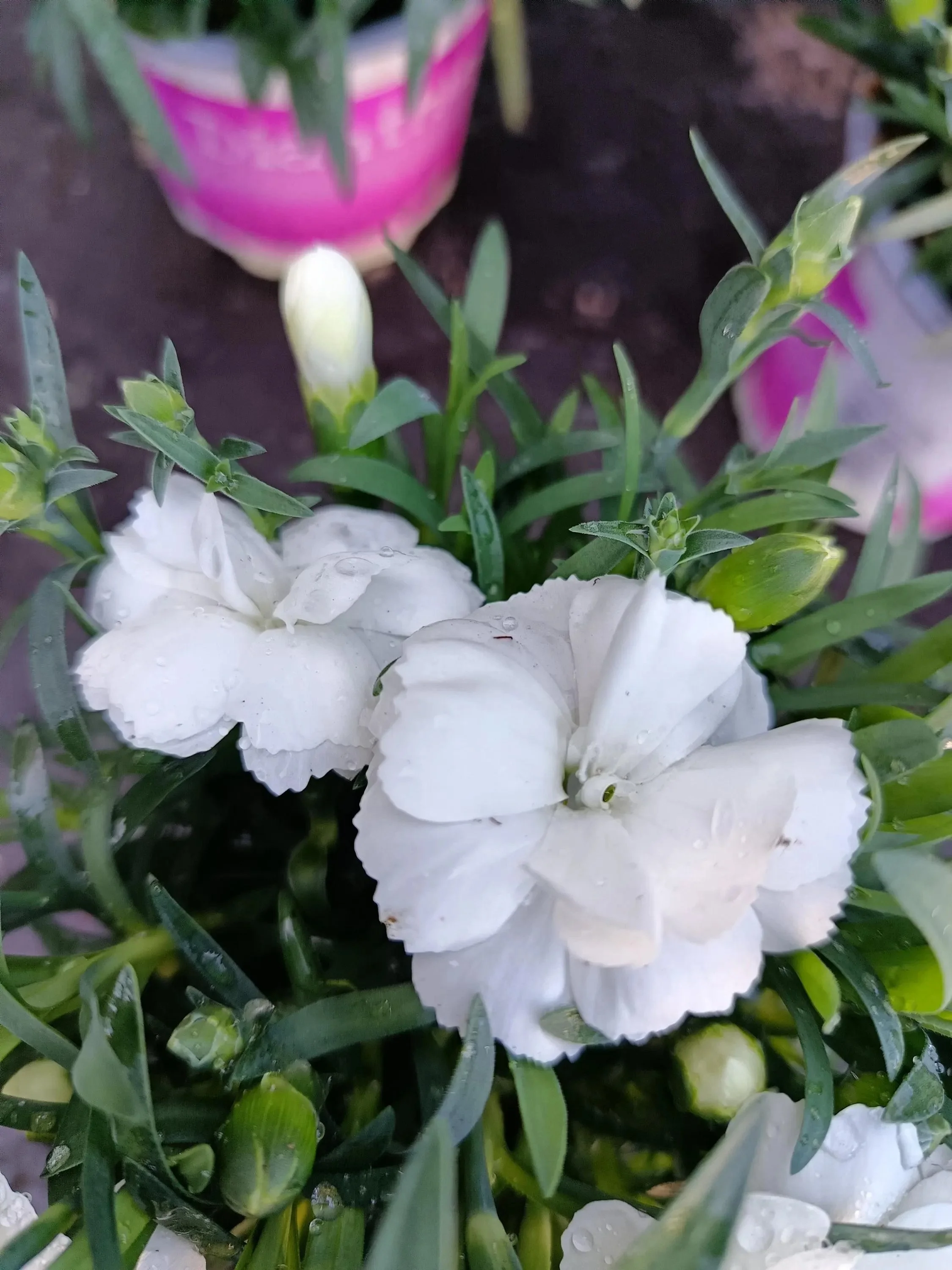 Dianthus_Plants-9.jpg