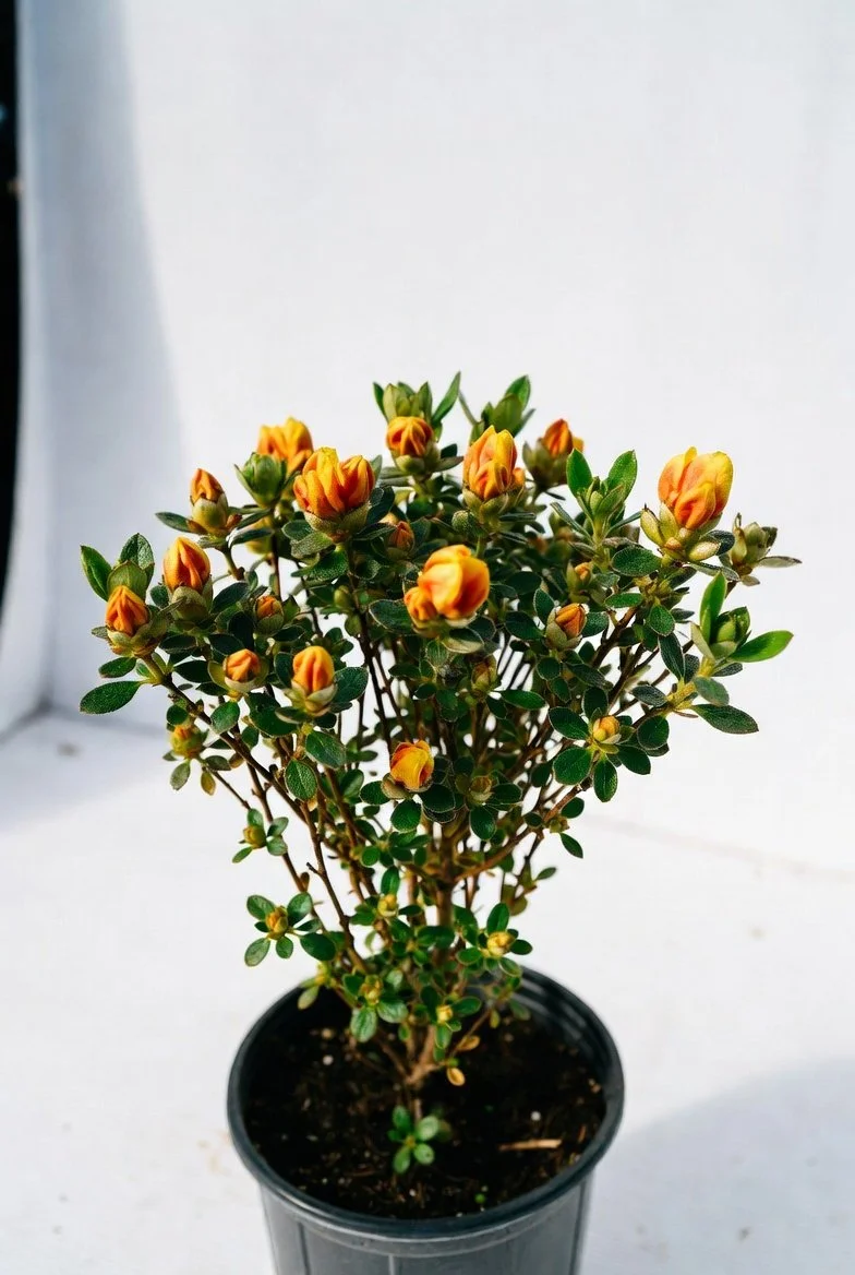 Azalea_Mollis_Deciduous-Potted.jpg