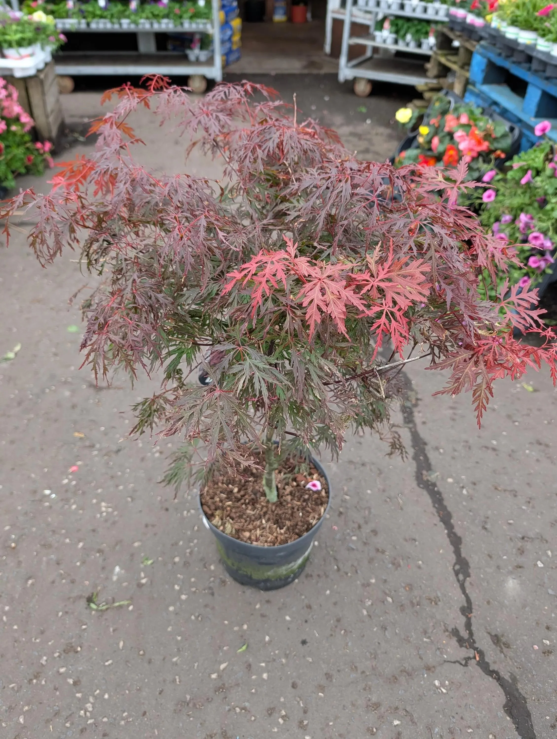 Red_Japanese_Maple-3.jpg