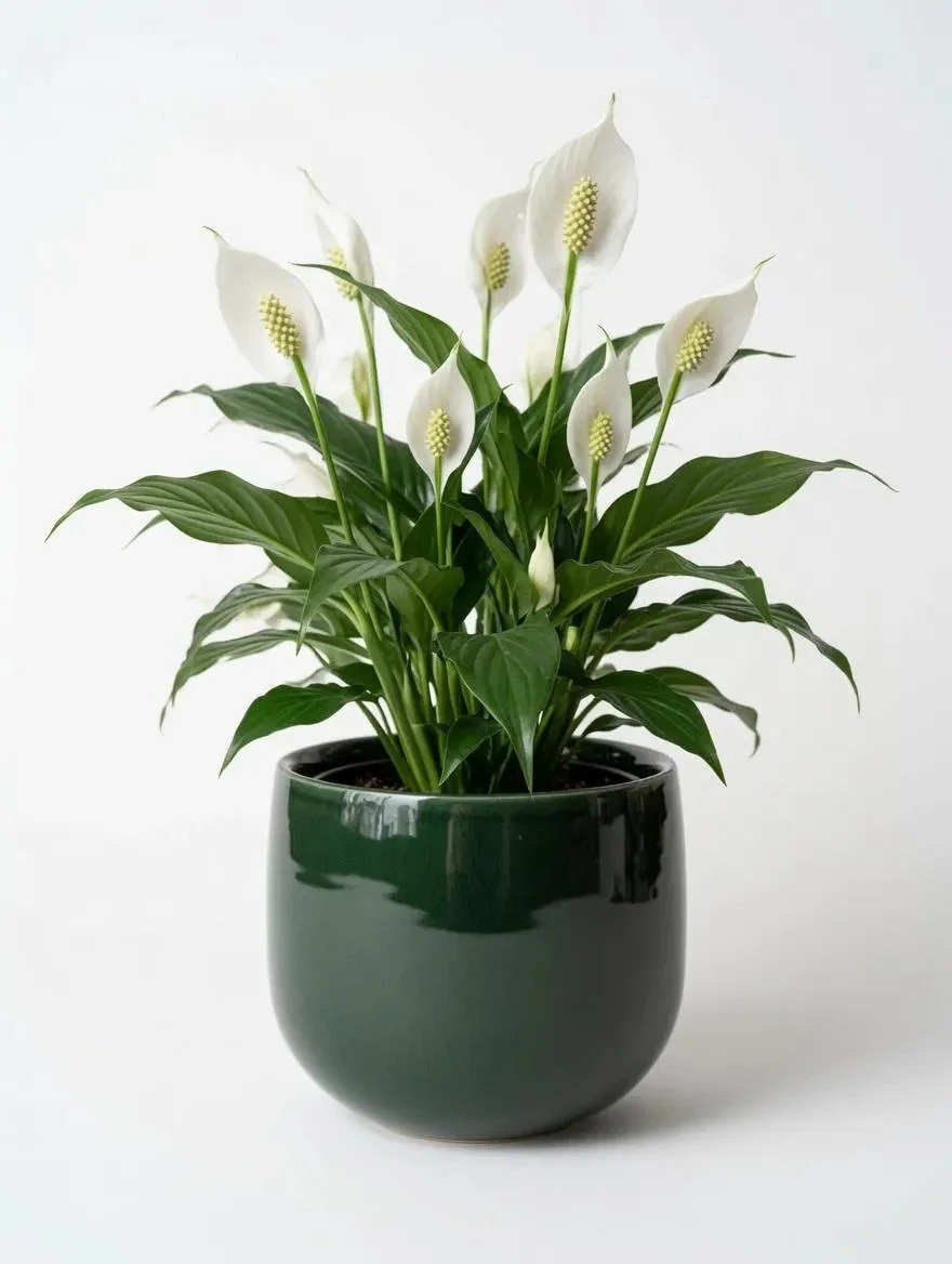 Green_Ceramic_Pot-4.jpg