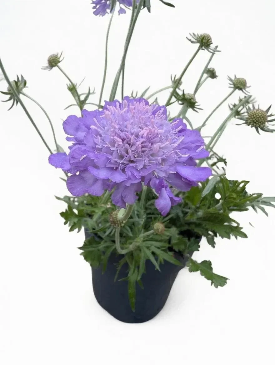 Purple_Scabiosa_Plant-1.jpg