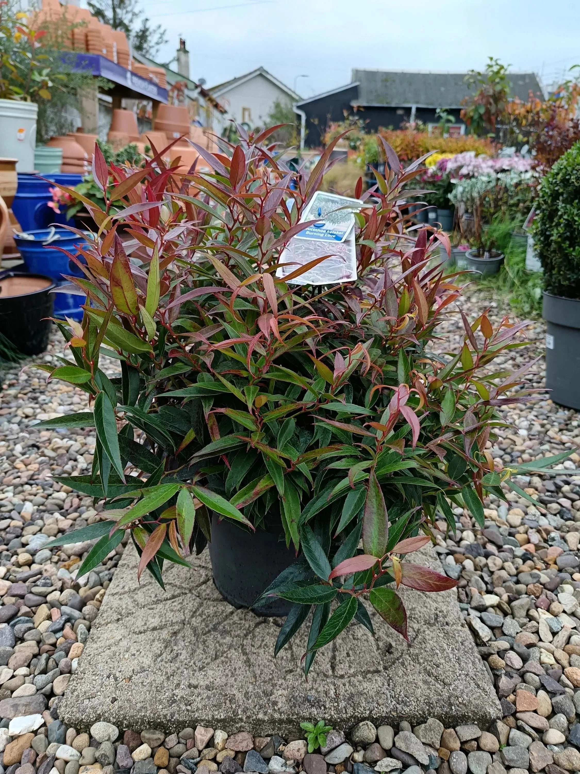 Leucothoe_Shrubs.jpg