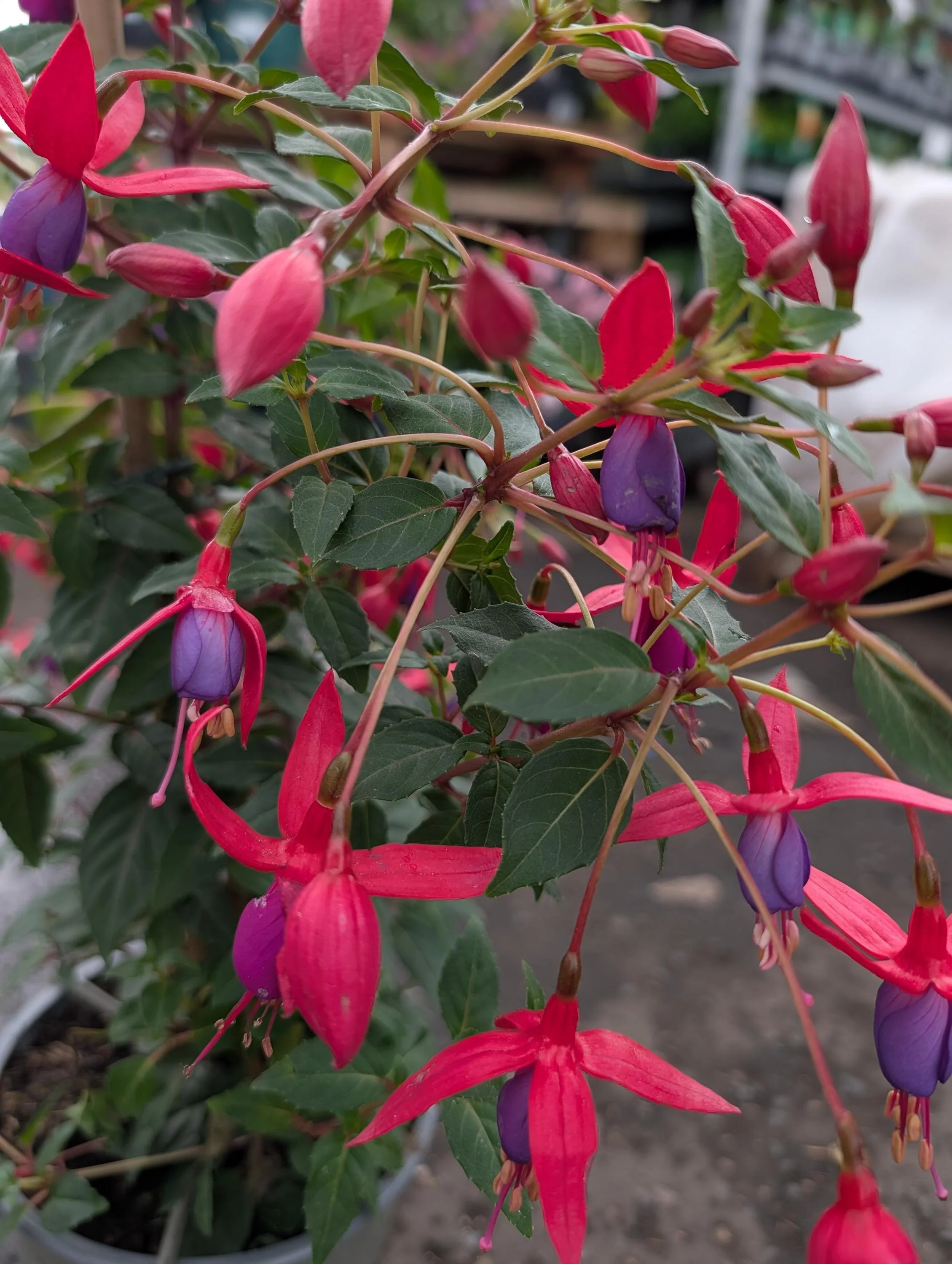 Purple_Fuchsia_Plant-2.jpg