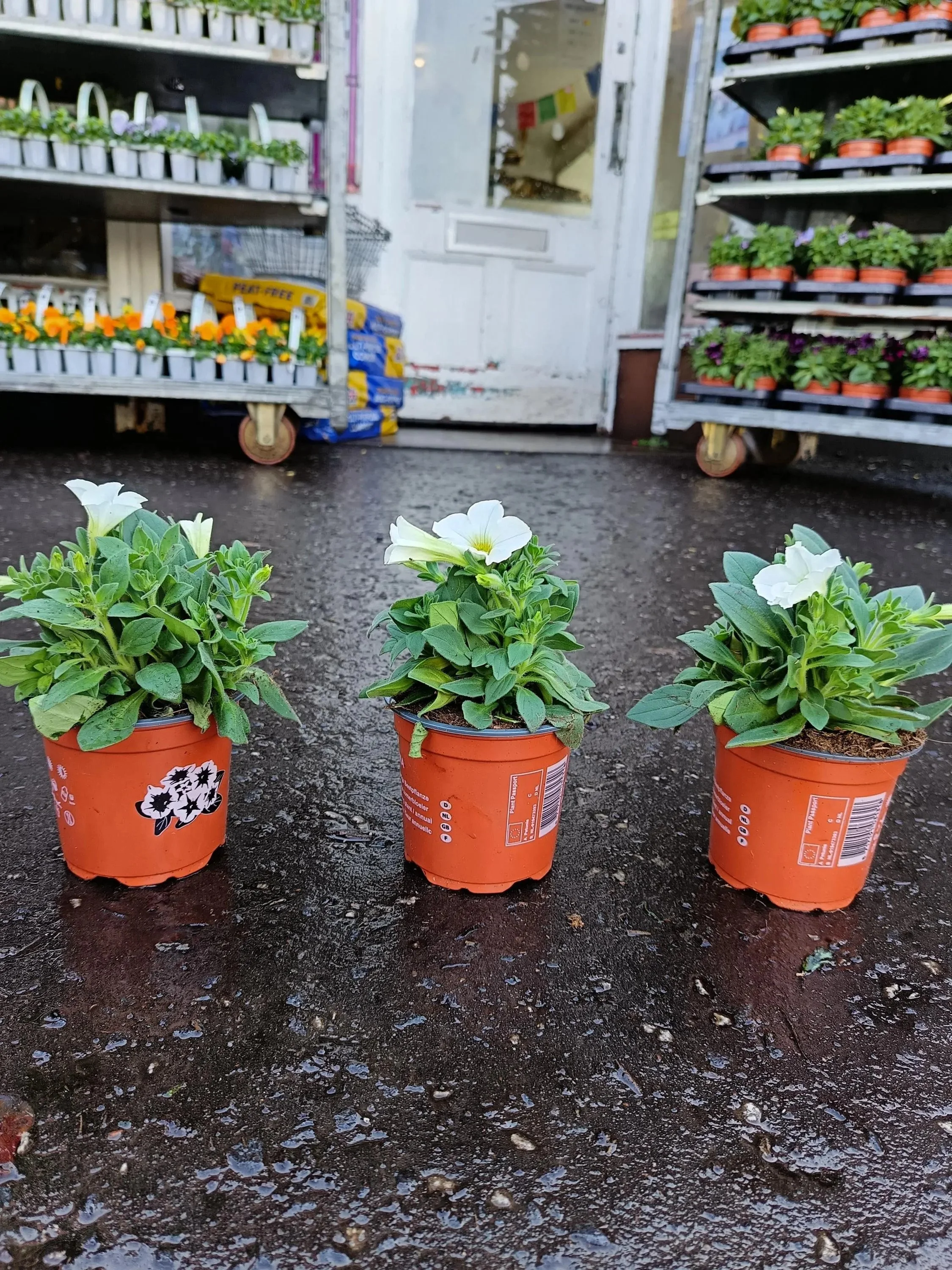 Petunia_Plants-6.jpg