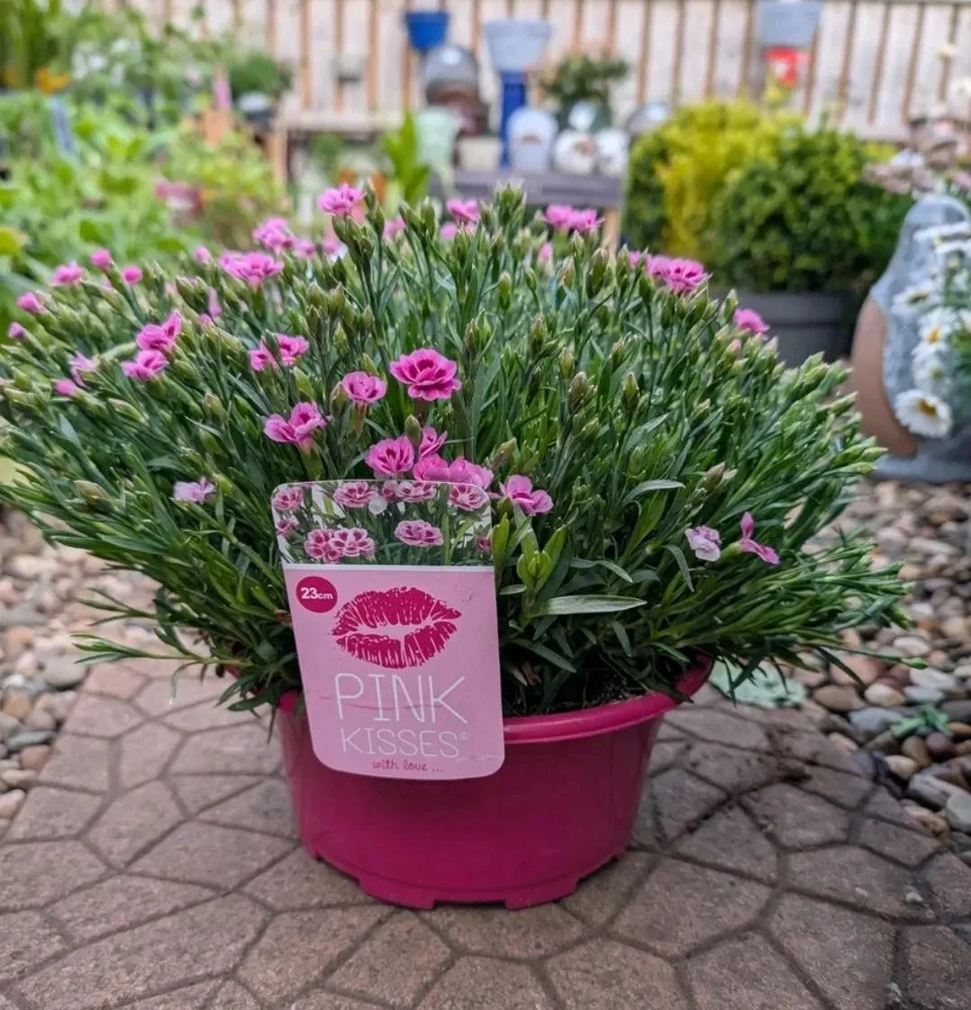 Pink_Kisses-1.jpg