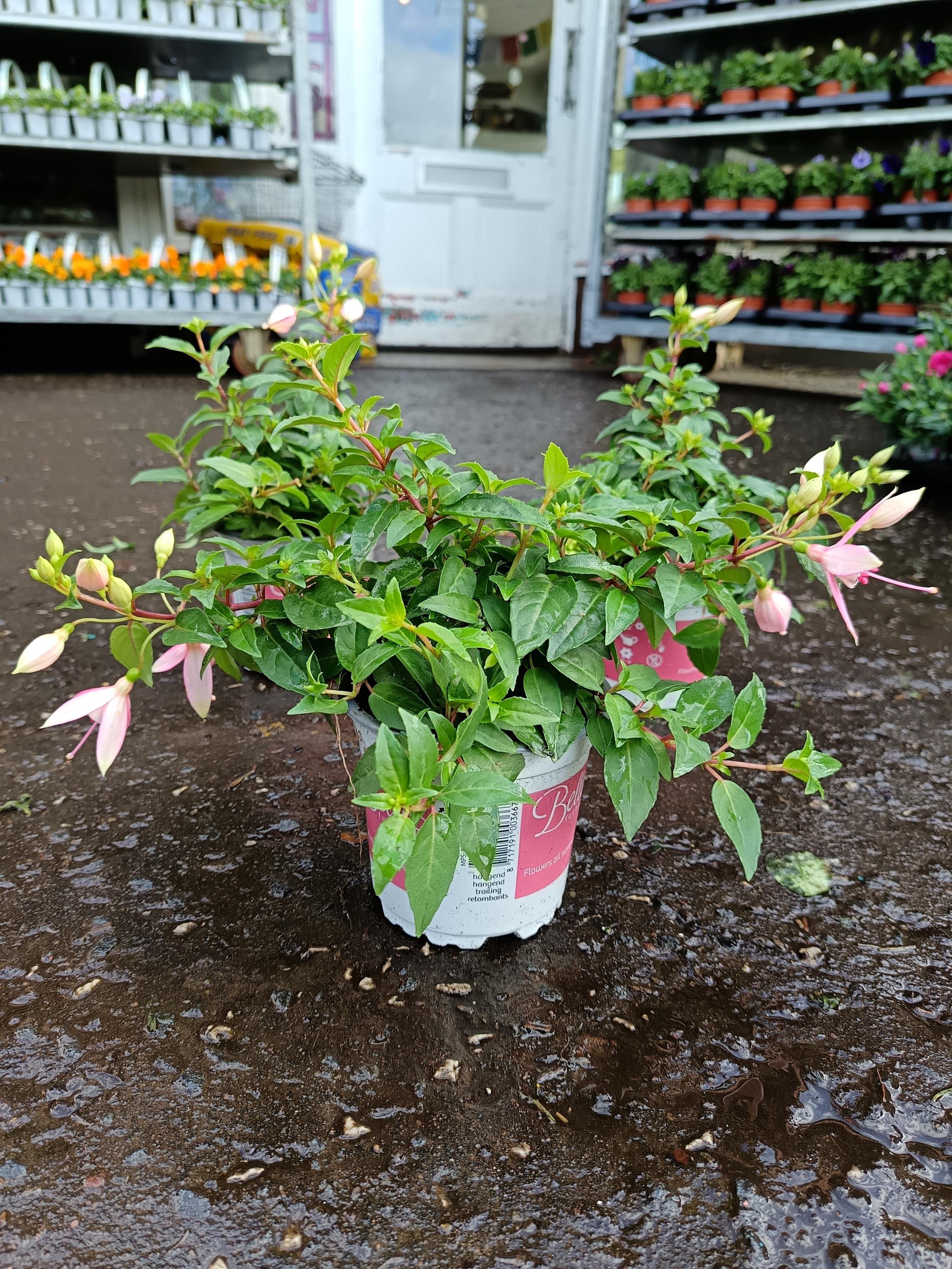 Fuchsia_Plants-4.jpg