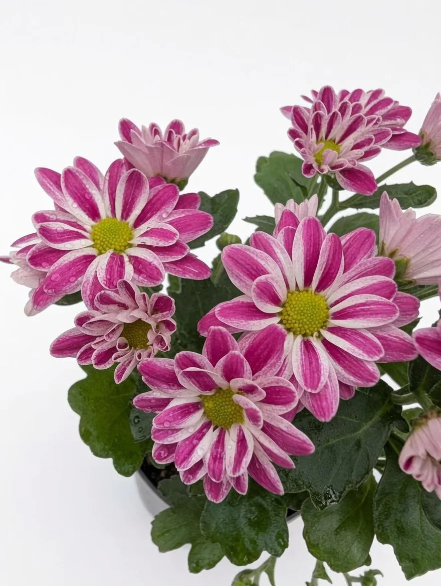 Chrysanthemum_Plant-1.jpg
