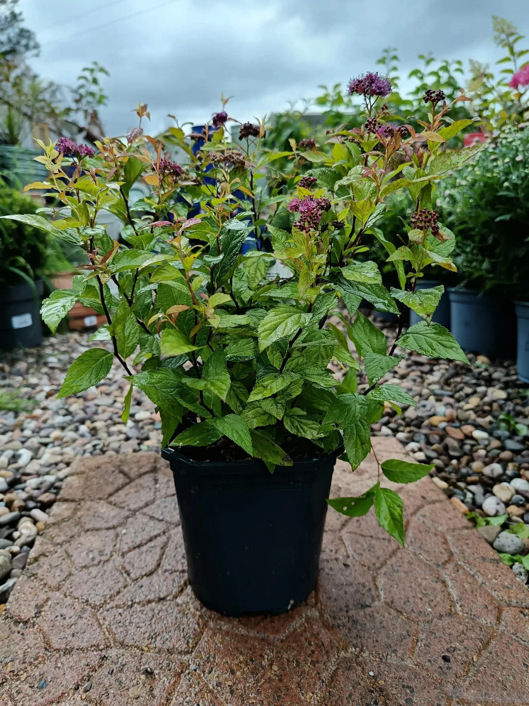 Spirea_Shrub-6.jpg