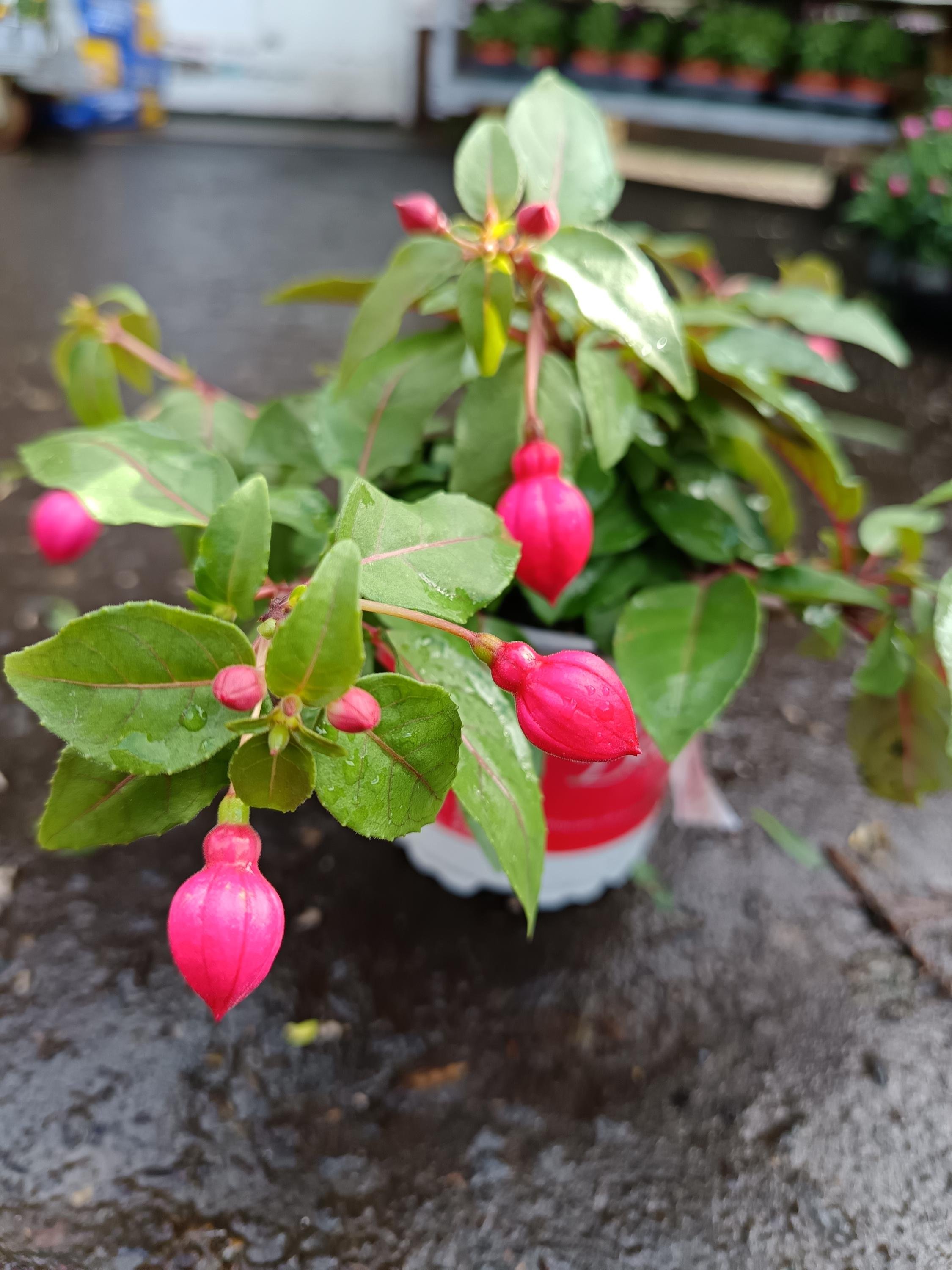 Fuchsia_Plants-2.jpg