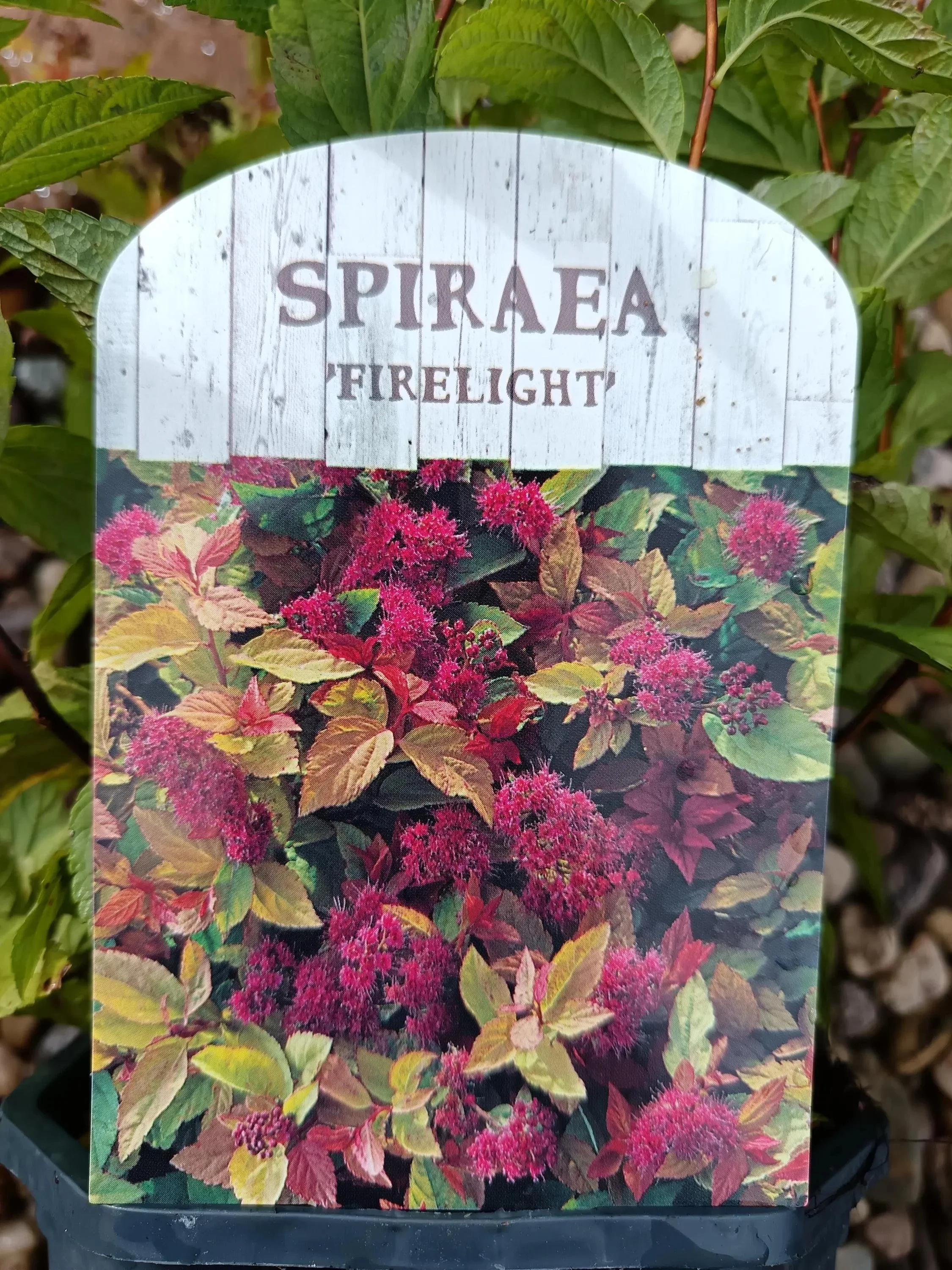 Spirea_Shrub-8.jpg