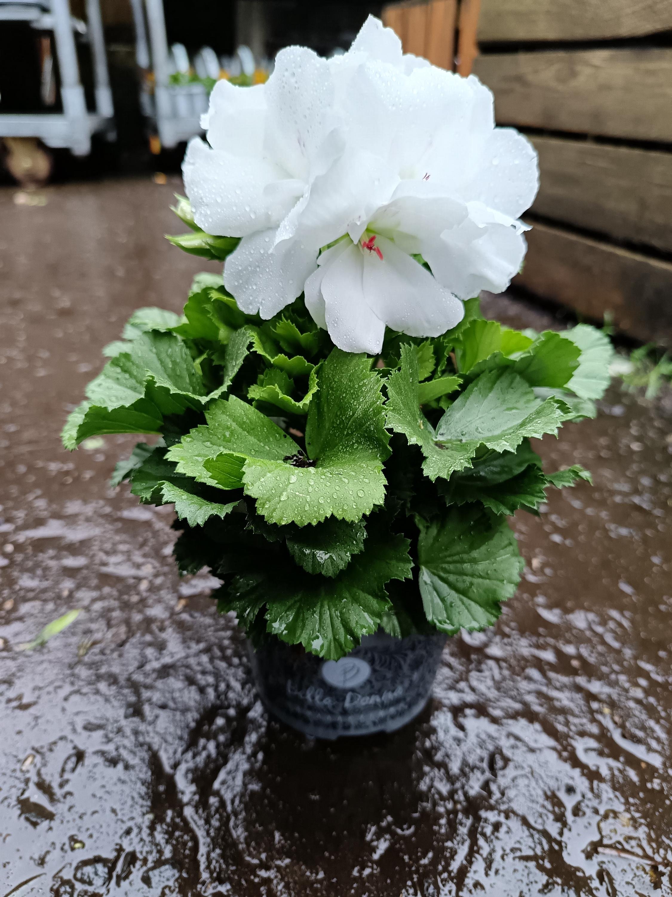 Pelargonium_Plant-2.jpg