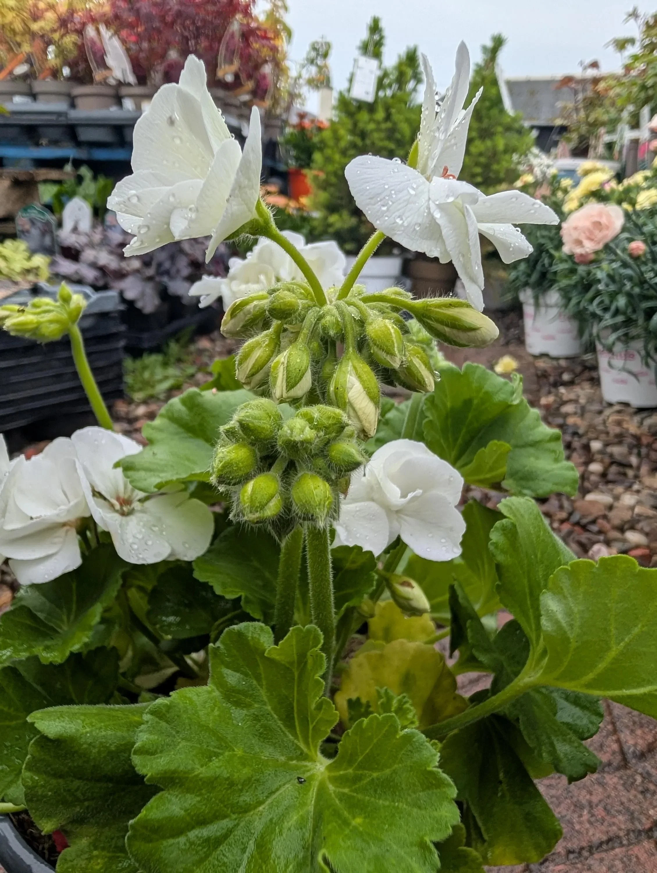 Geranium_Plant-White-2.jpg