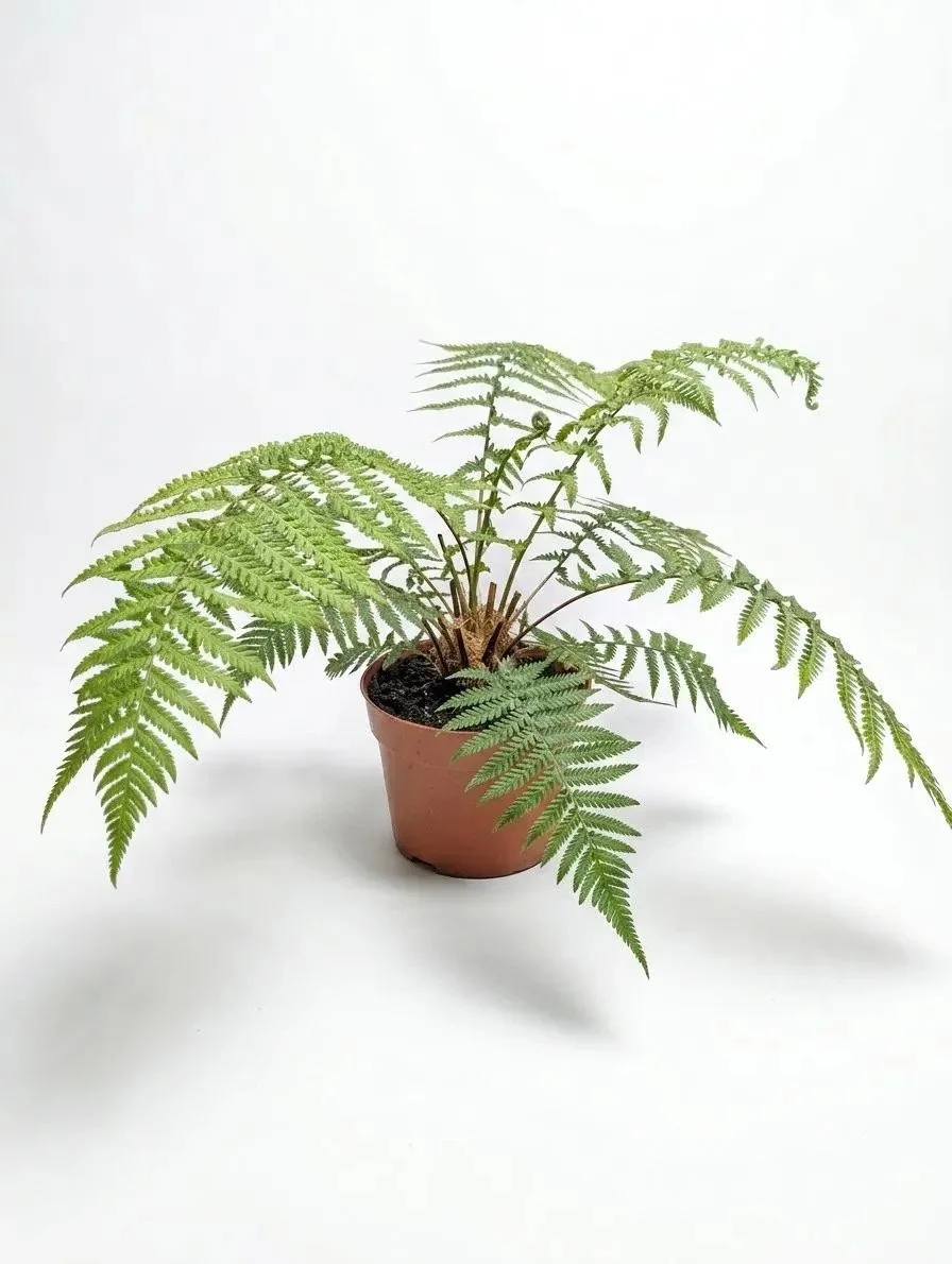 Dicksonia_Antarctica_Tree_Fern.jpg