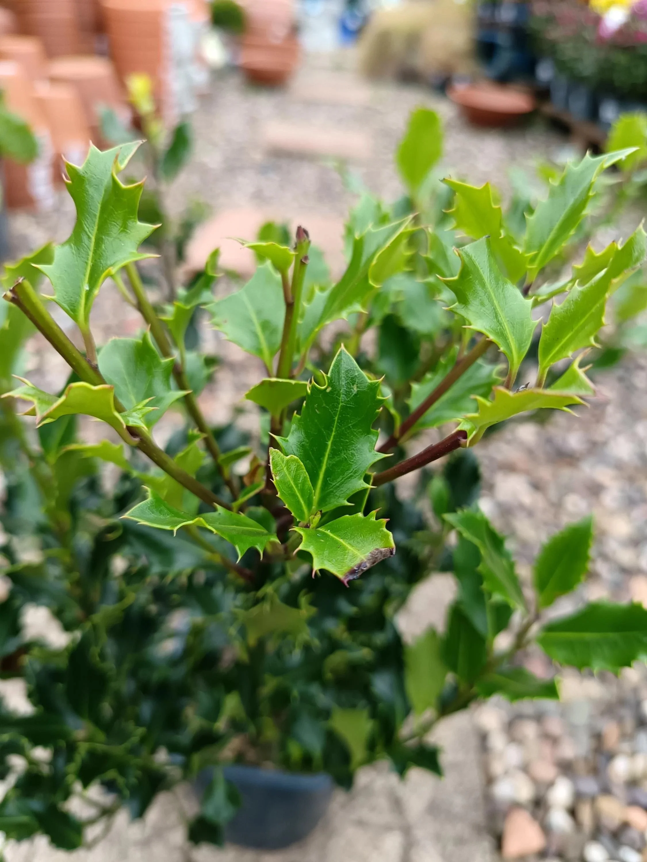 Ilex_Alaska-2.jpg