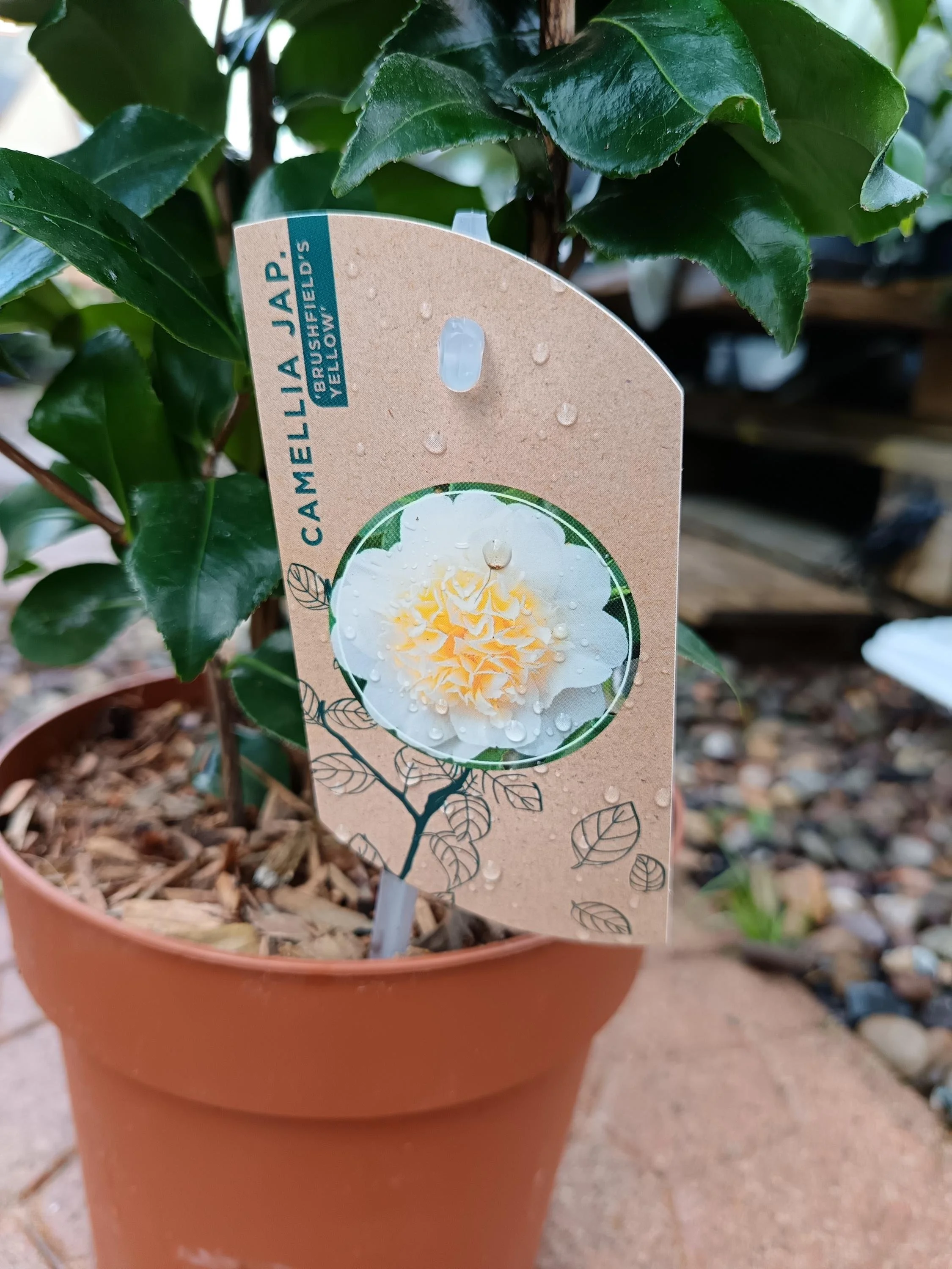 Camellia_Evergreen_Shrub_2-1.jpg