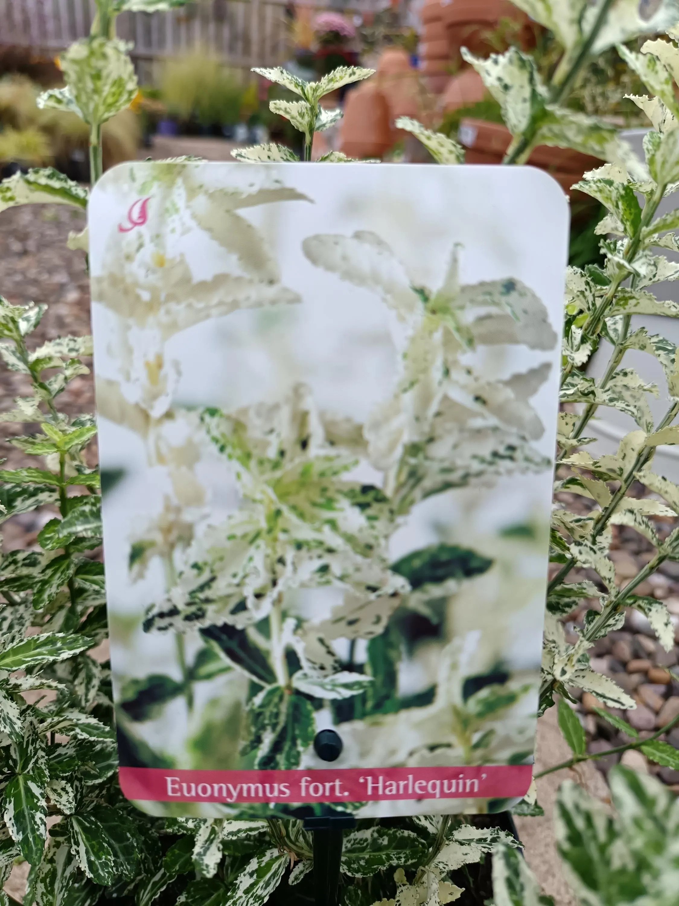 Euonymus_Japonicus-5.jpg