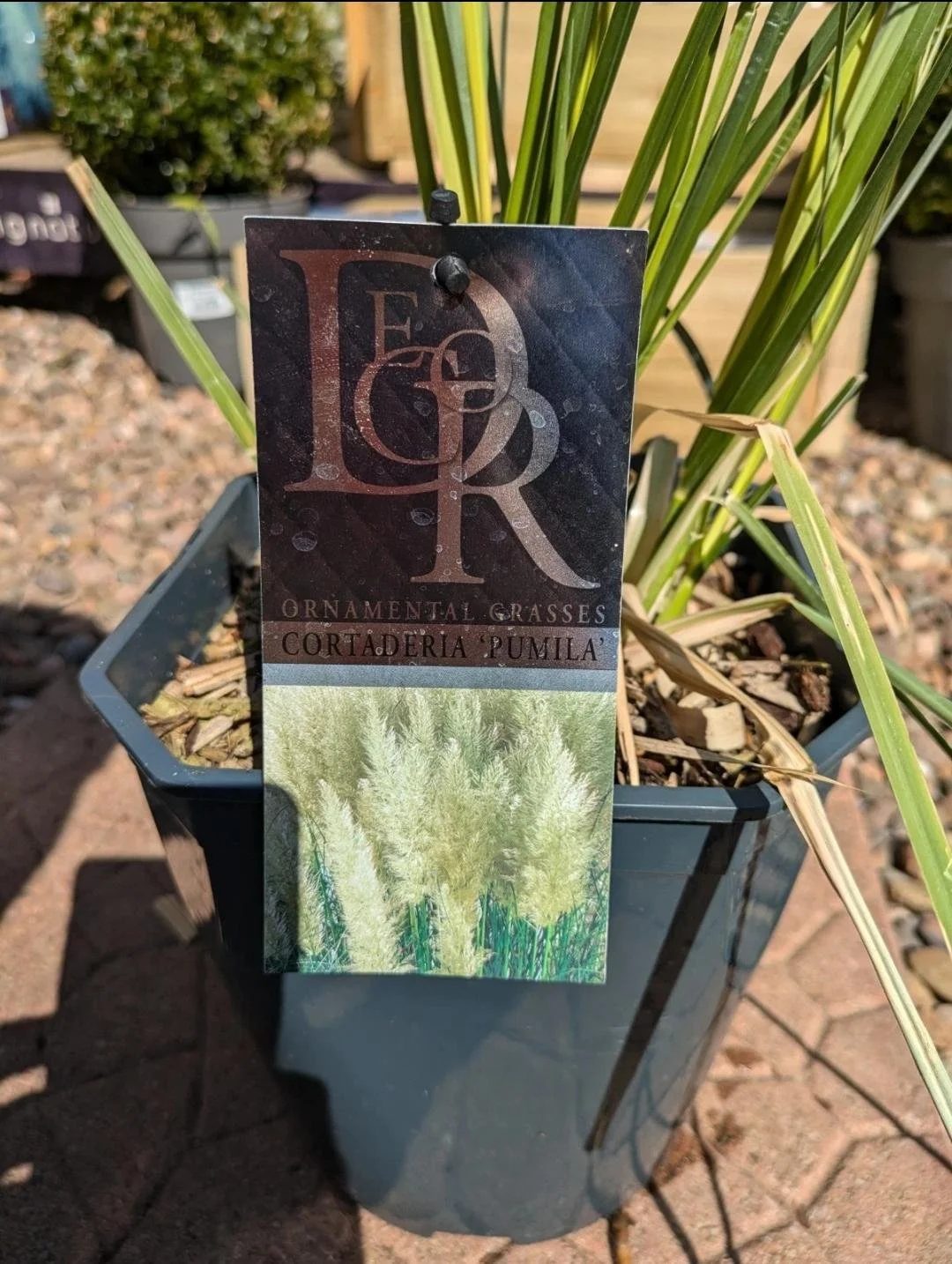 XL_Pampas_Grass_in_5L_Pot-4.jpg