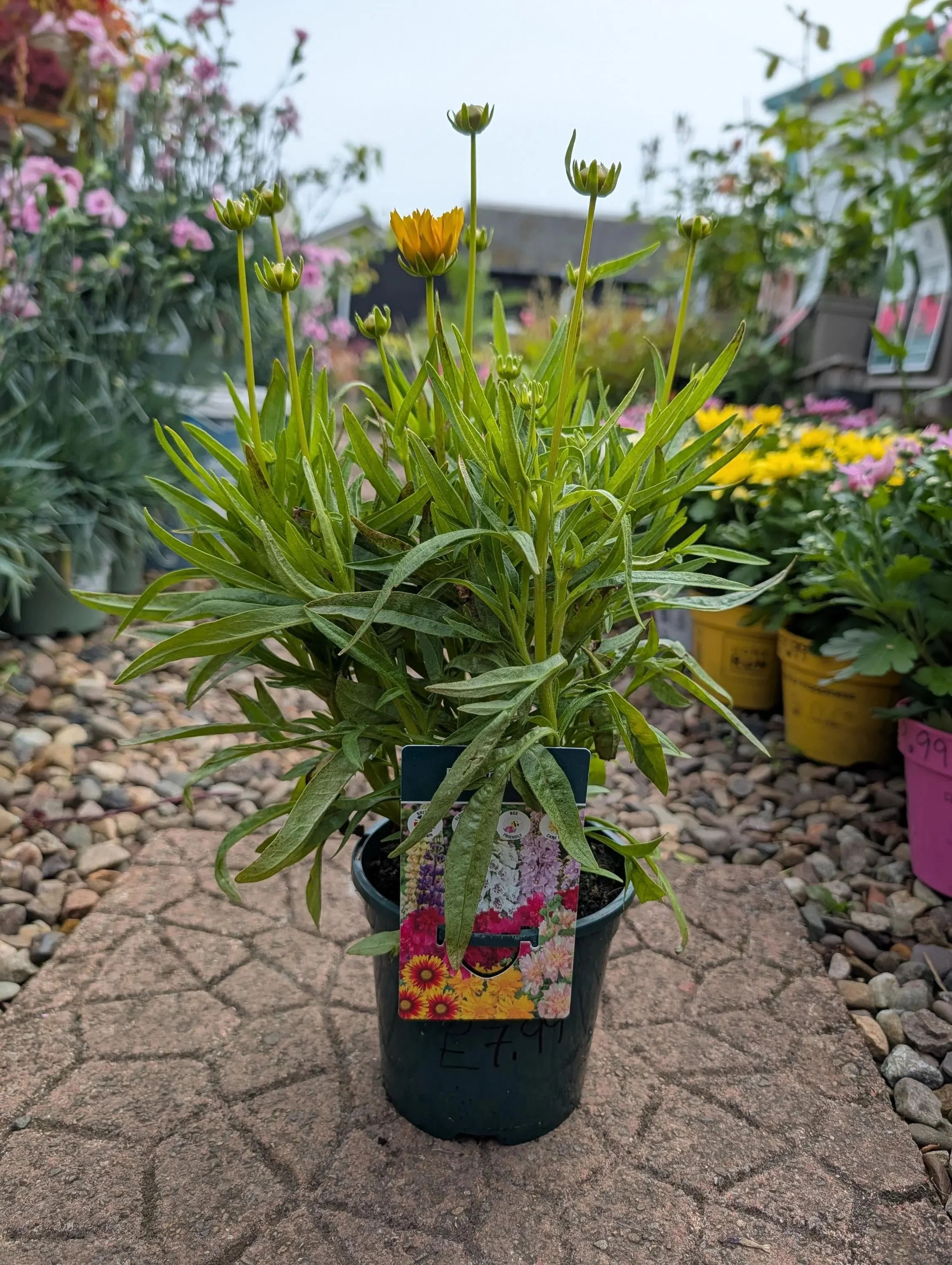 Live Coreopsis Yellow Plant (1L Pot) - Long Flowering Tickseed
