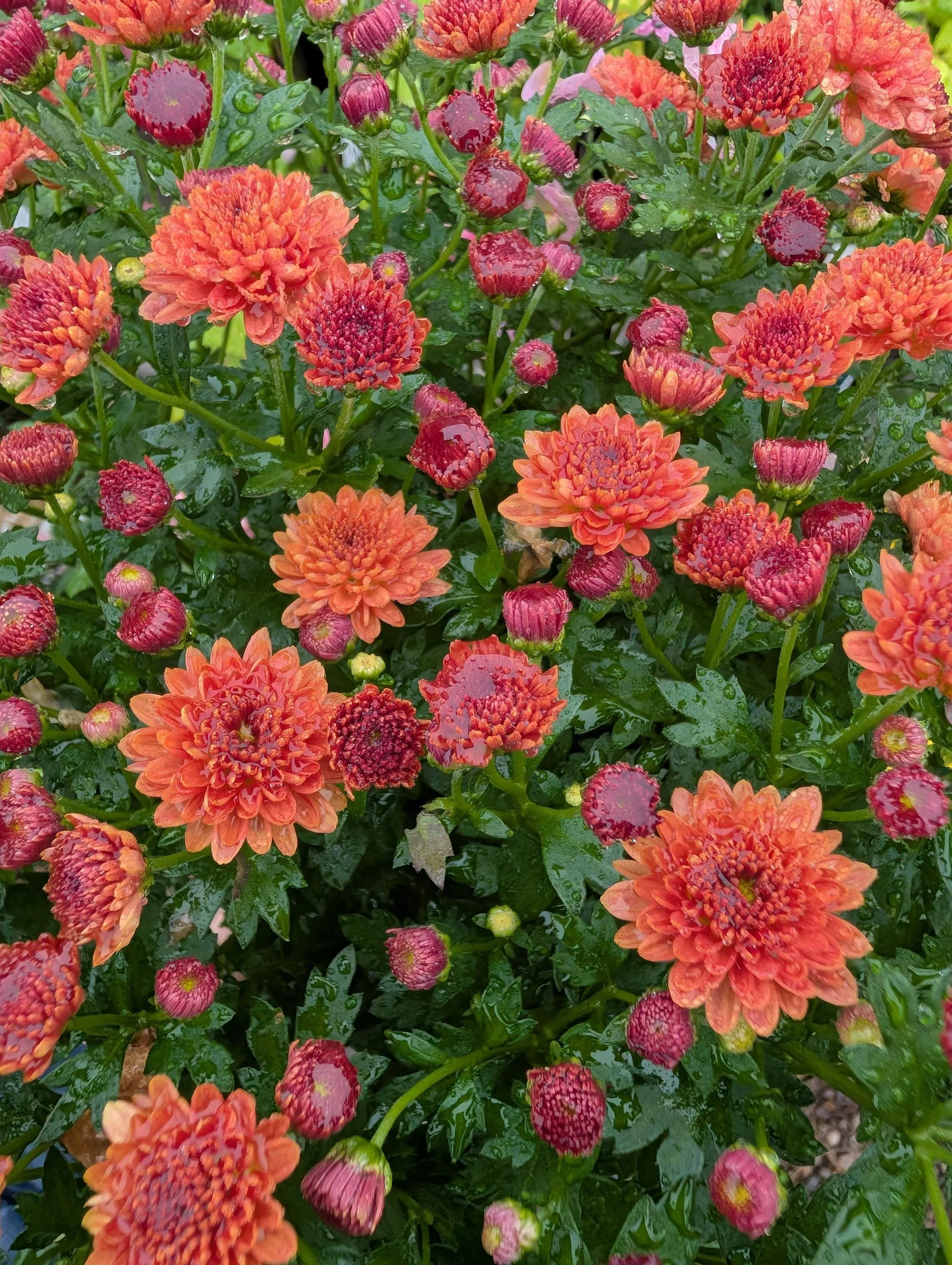 Chrysanthemum_Plant_1.5L_Pot-10.jpg