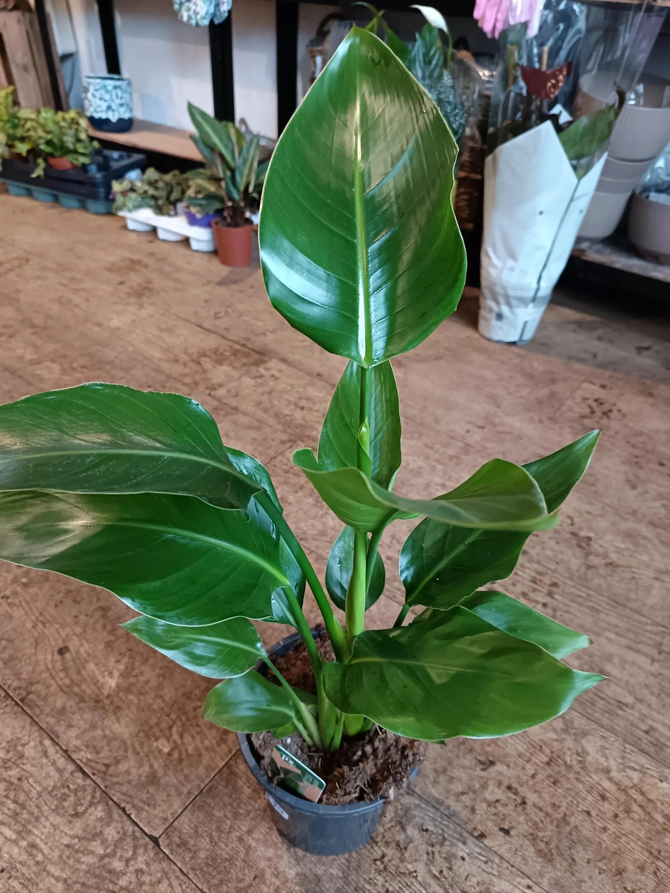 Strelitzia_Nicolai_Plant-2.jpg