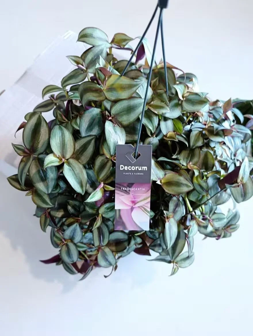Tradescantia_Zebrina_Plant-1.jpg