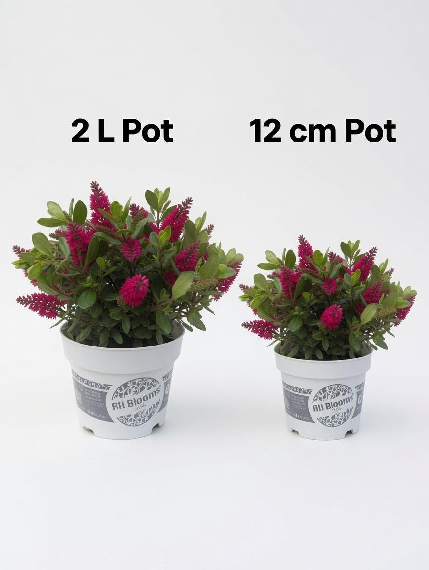 Live Pink Hebe Evergreen Shrub - Choice of 12cm or 2L Pot