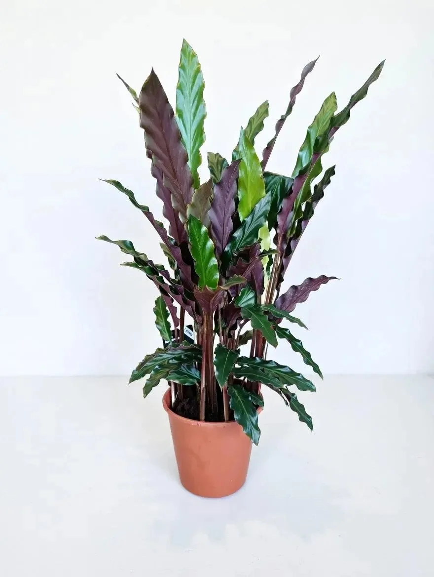 Calathea_Rufibarba-3.jpg