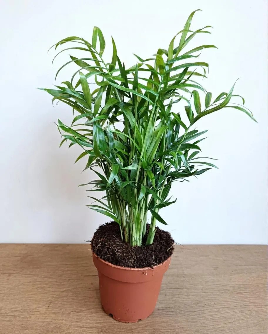Parlour_Palm-2.jpg