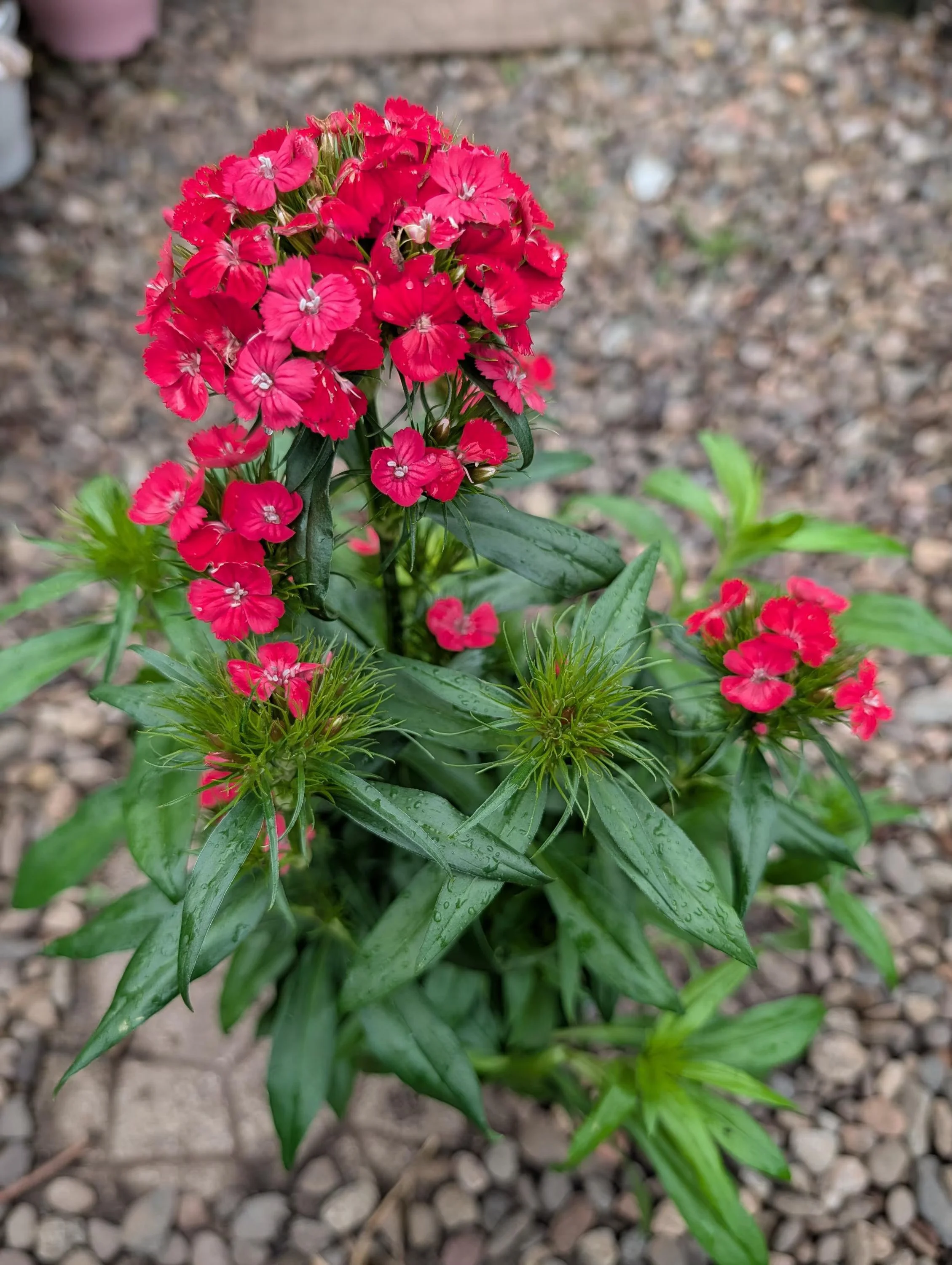 Sweet_William_Plant -5.jpg