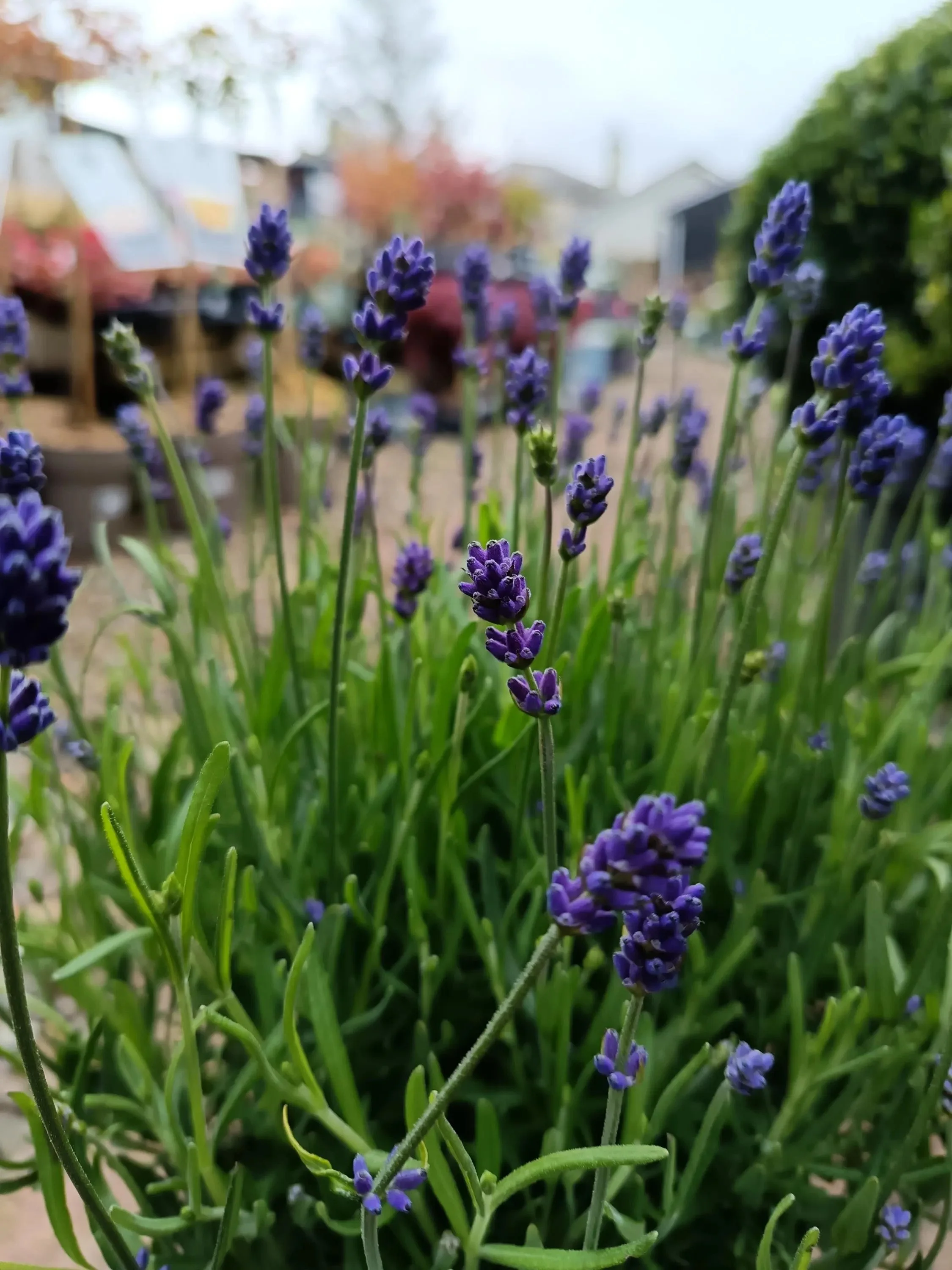 Lavender_Plant-2.jpg