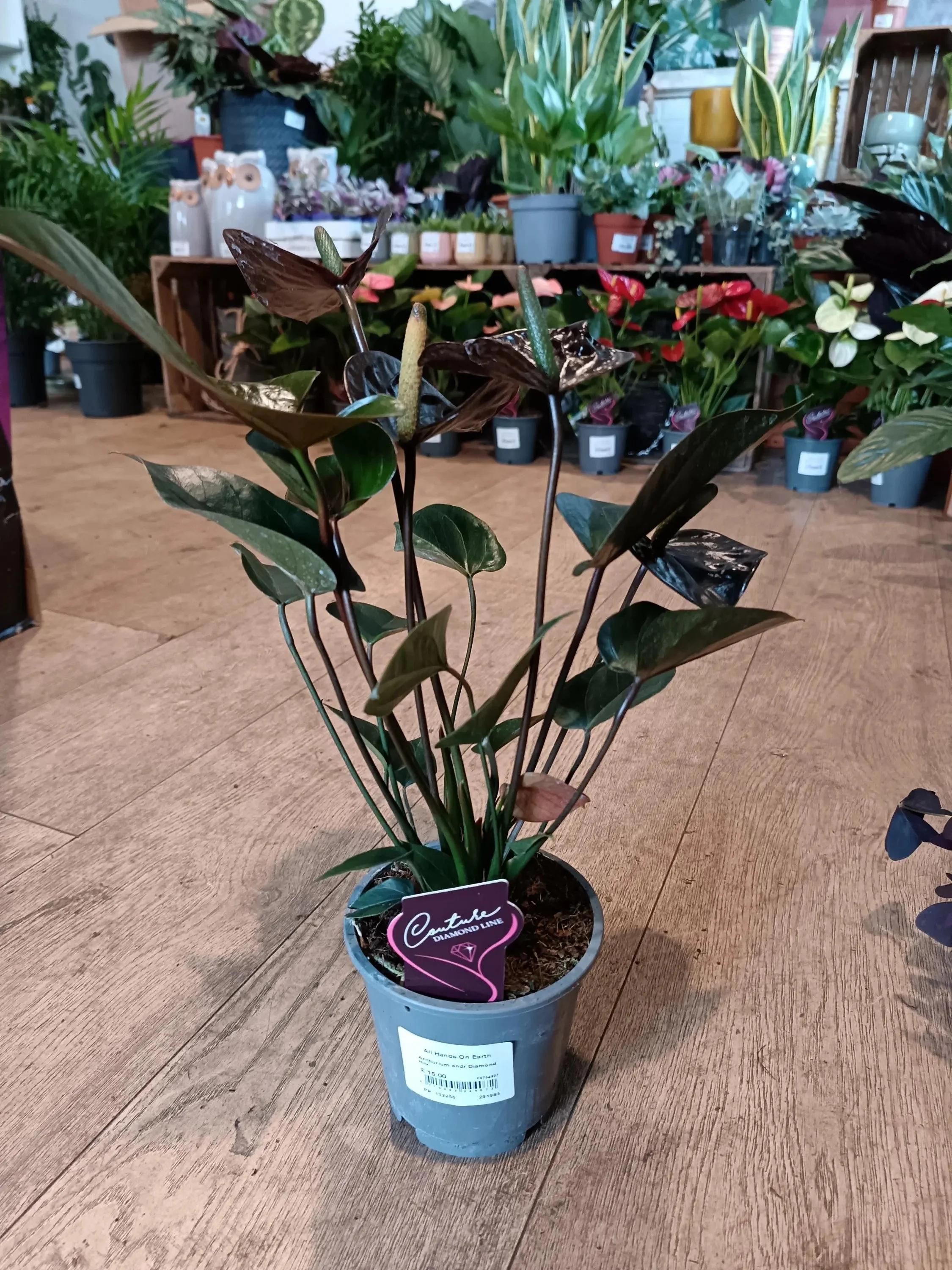 Anthurium_Houseplant-Black-1.jpg