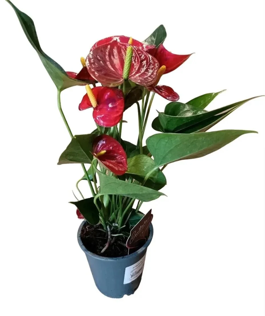 Anthurium_Houseplant-Red-2.jpg