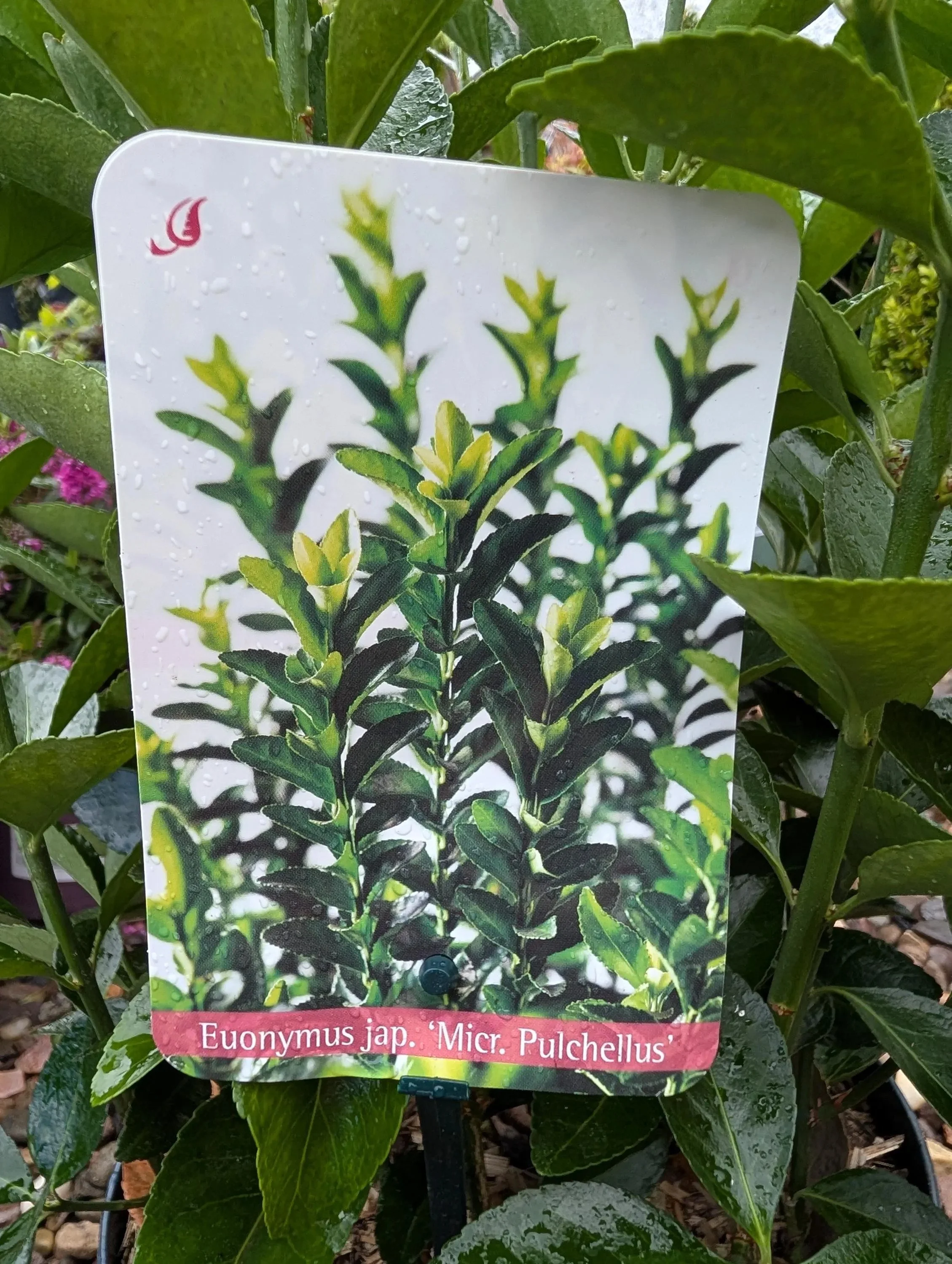 Euonymus_5L-Pulch1.jpg