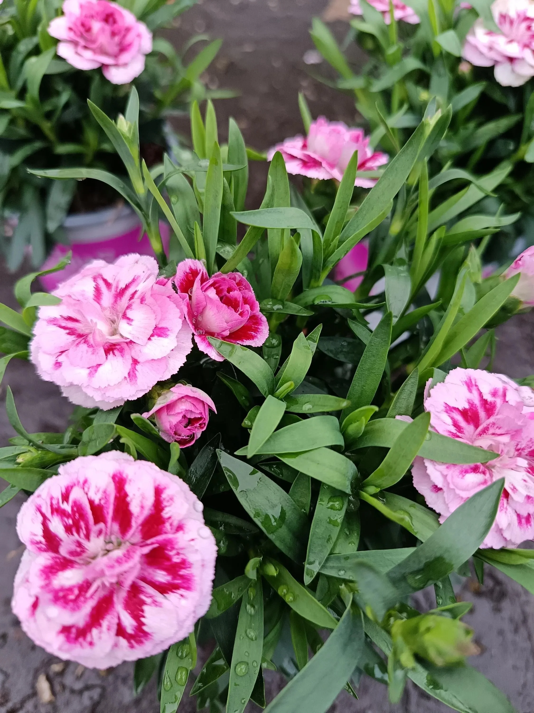 Dianthus_Plants.jpg