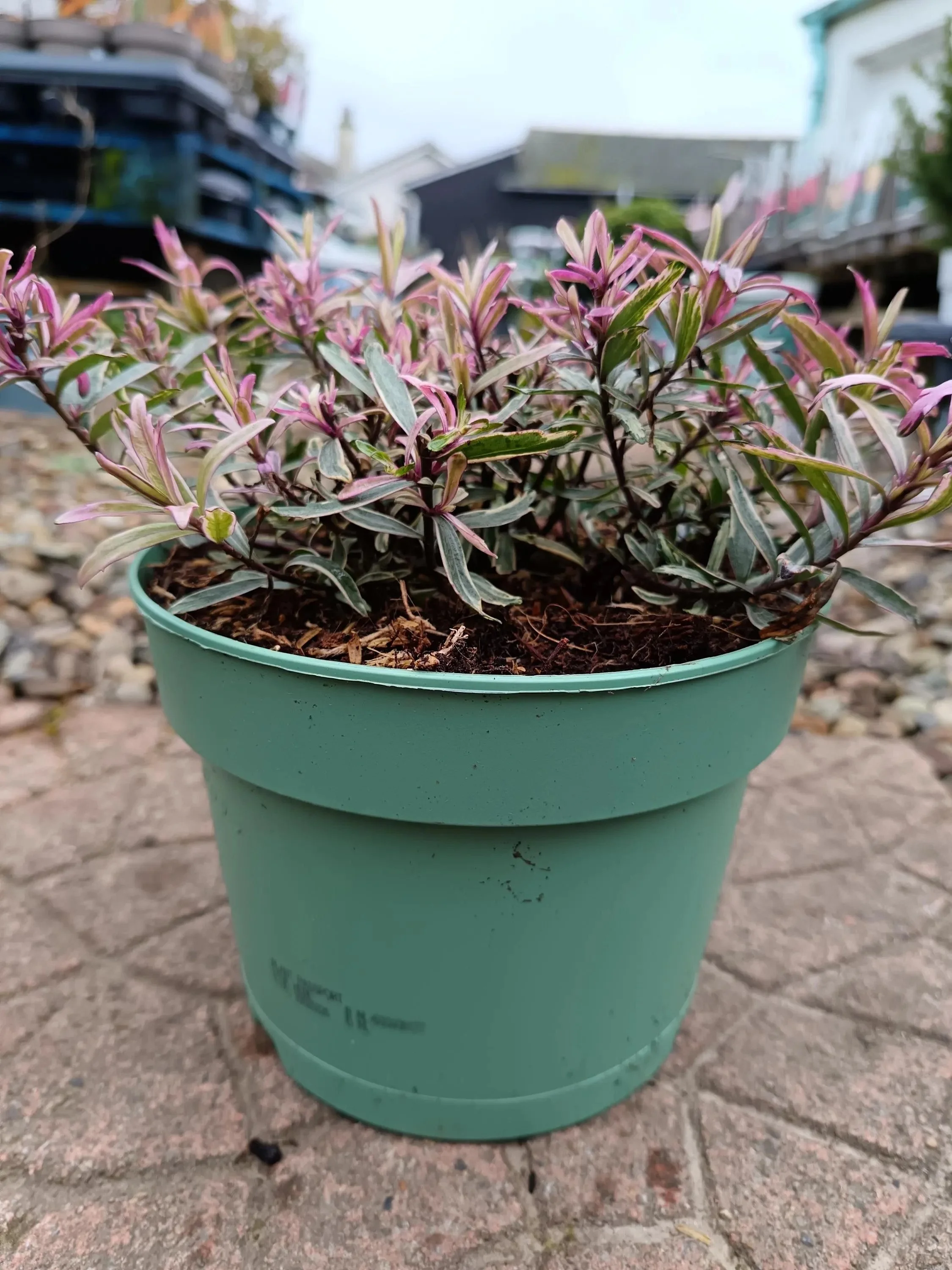 Hebe Plant in 2L Pot | Available in a Variety of Colours