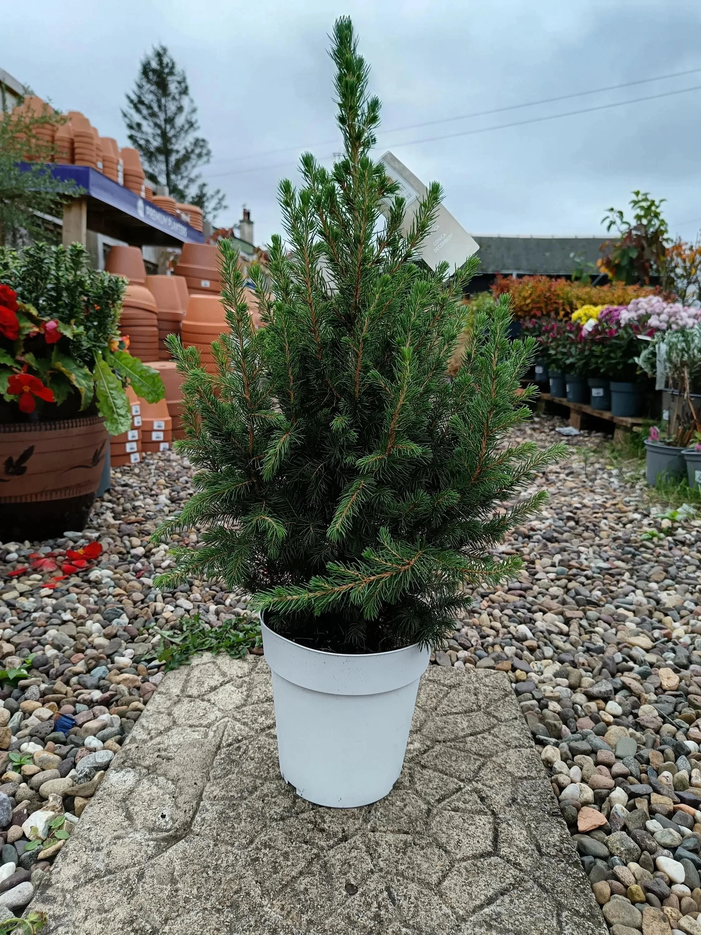 Picea_Glauca_Spruce-3.jpg