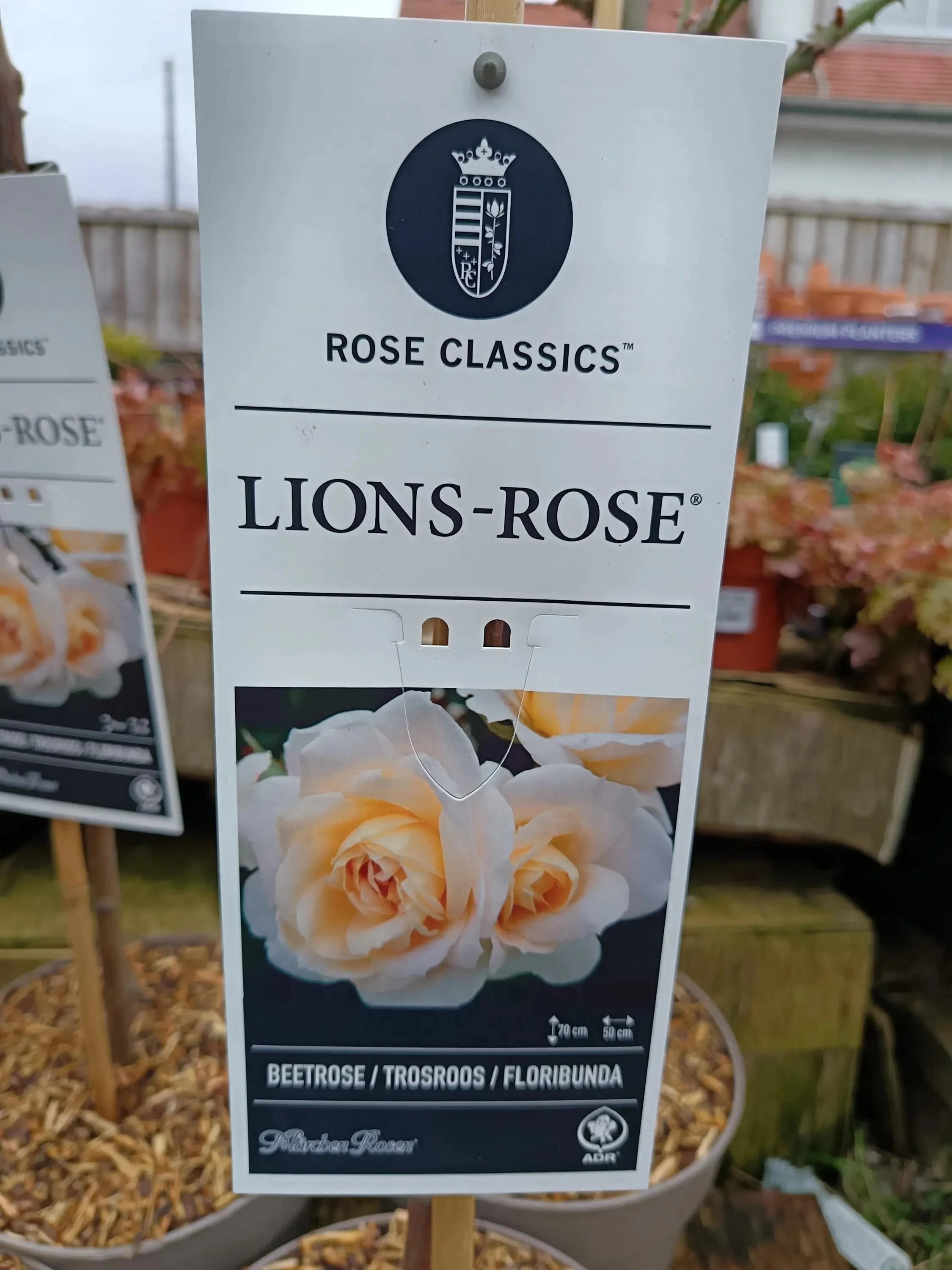 Garden_Roses_ 5L_Pot-LionsRose.jpg