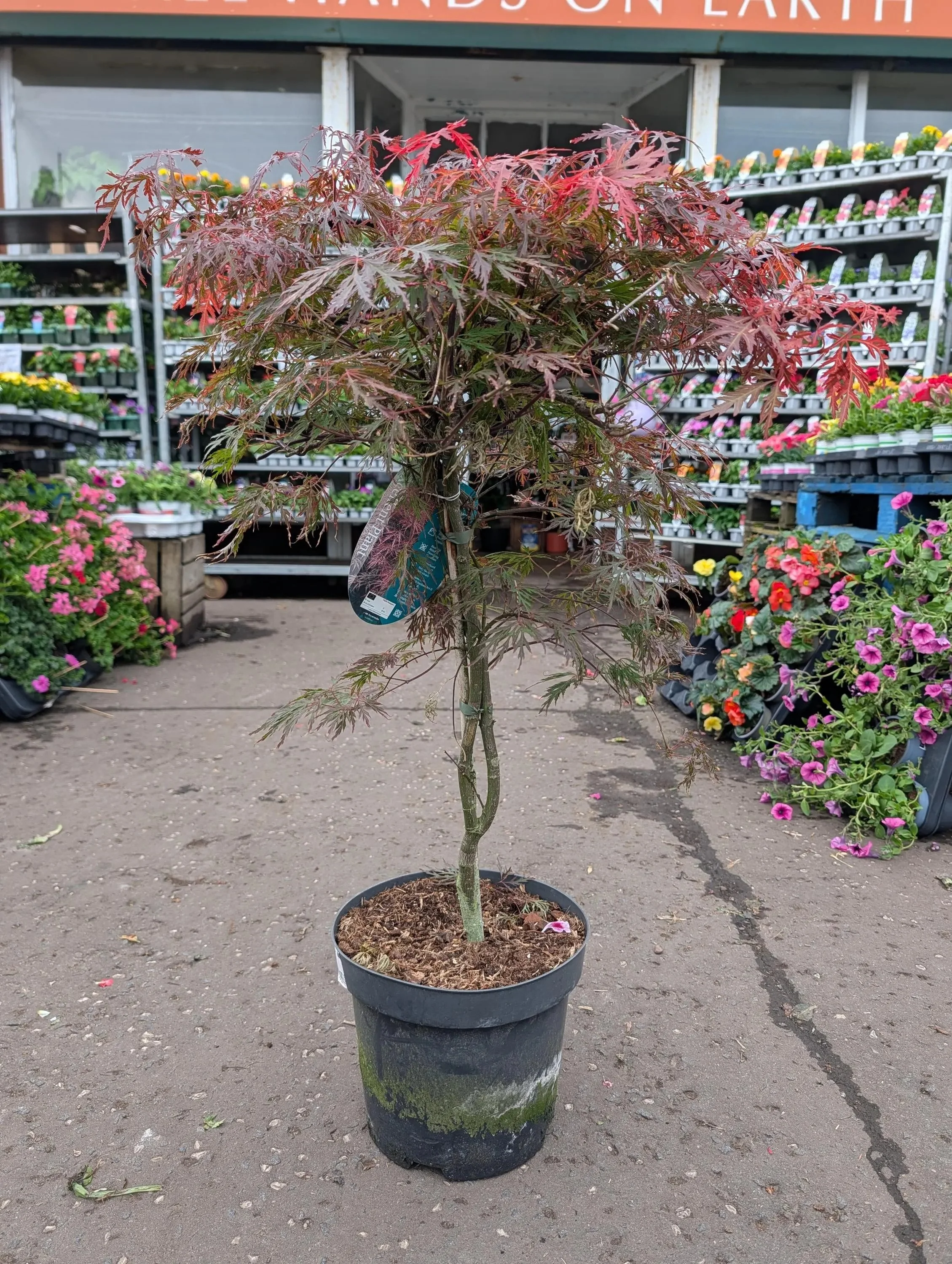 Acer Palmatum Red Japanese Maple Tree (10L Pot - 80cm Height)